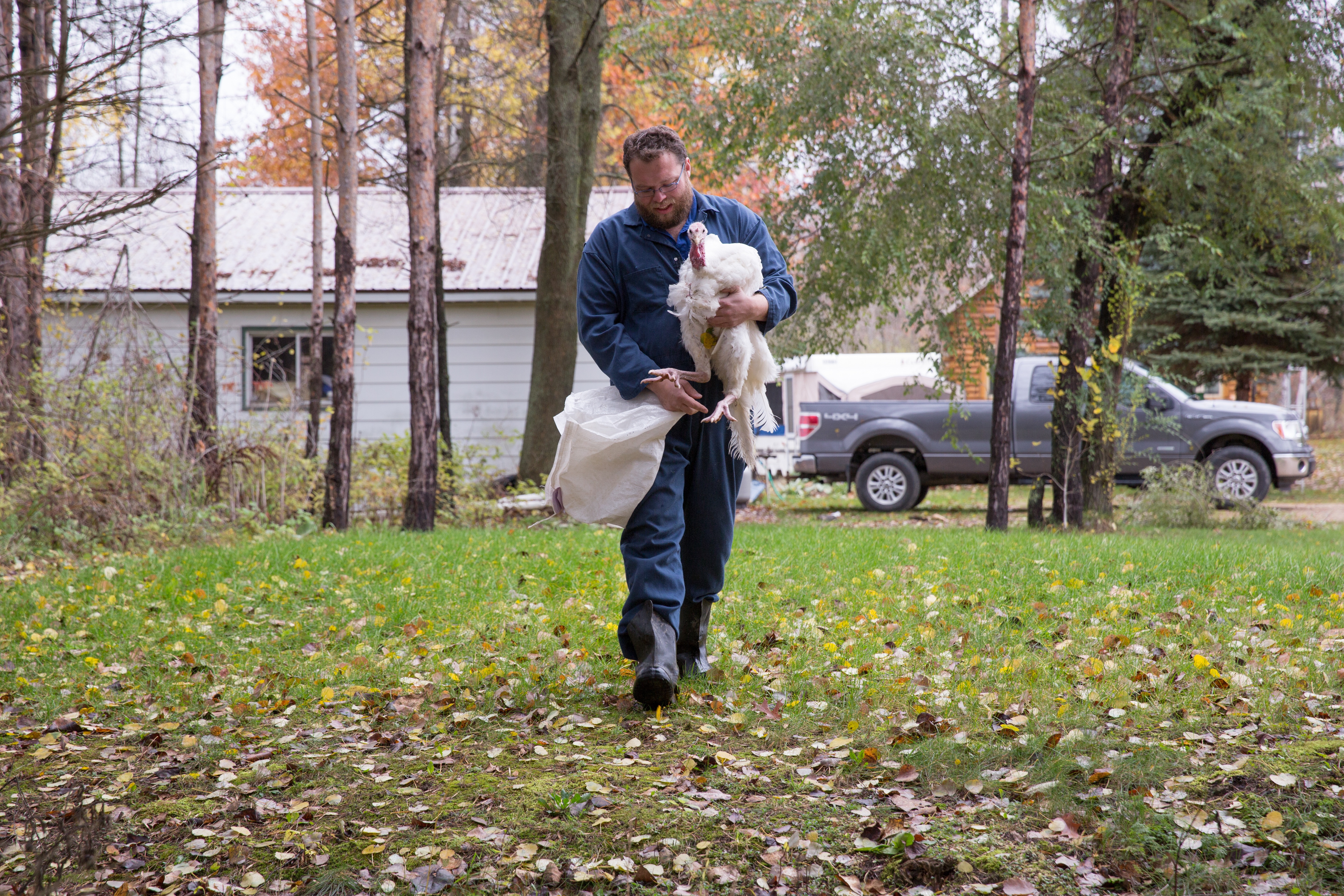 L'incroyable Dr Pol - Les dindes de Thanksgiving 3.jpg