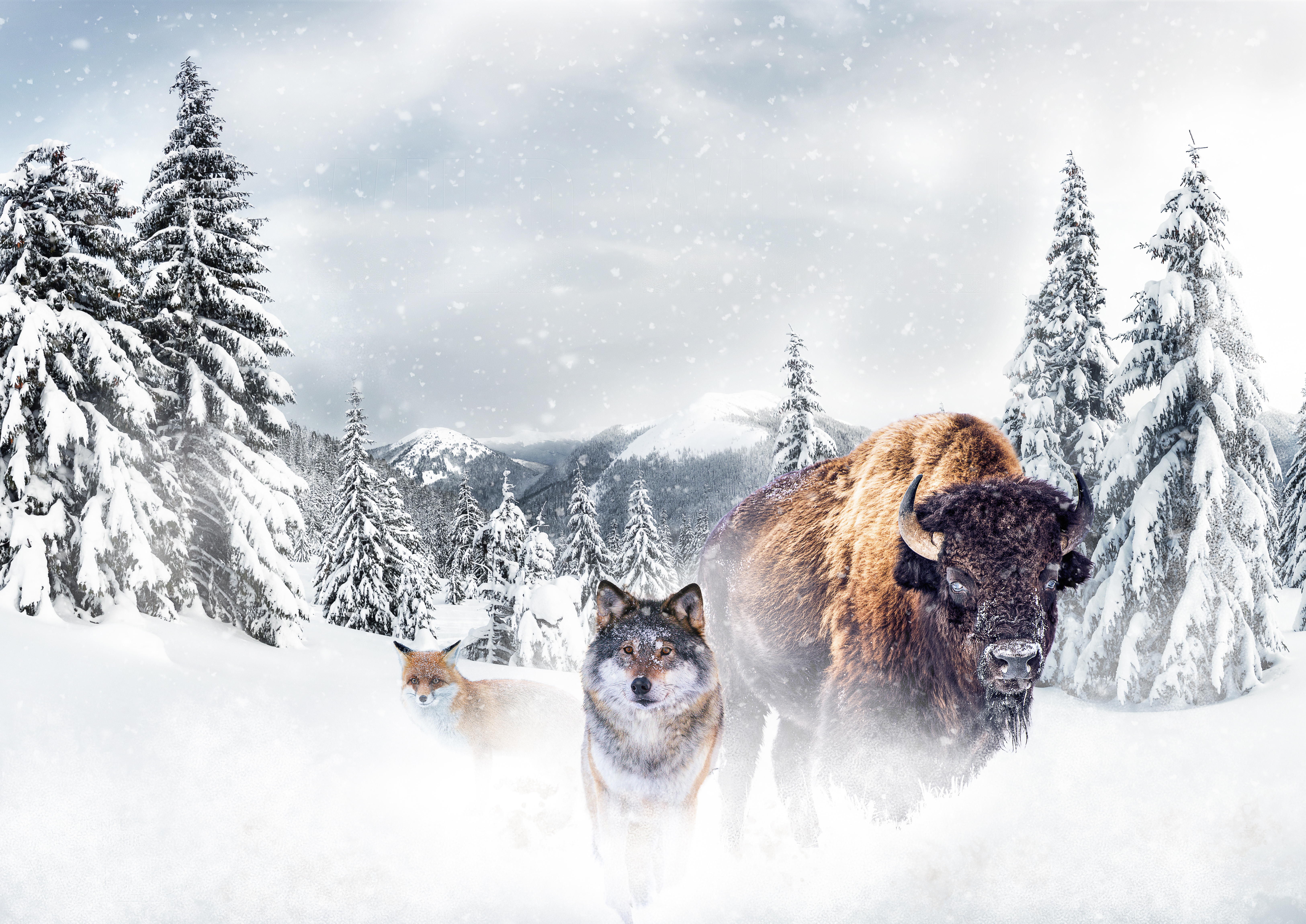 Key Art Wild Winter.jpg