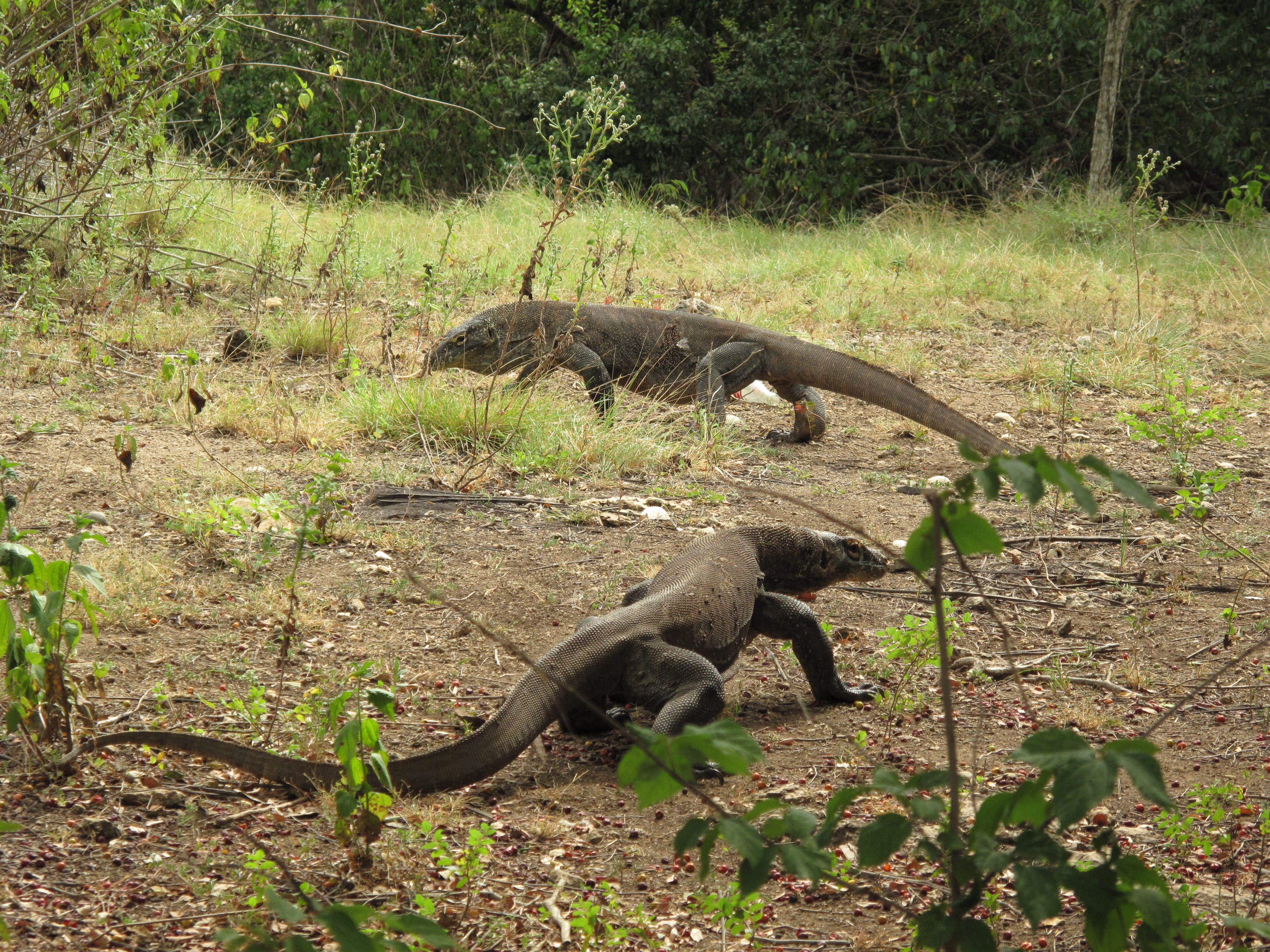 XXL - Komodozilla 3.JPG