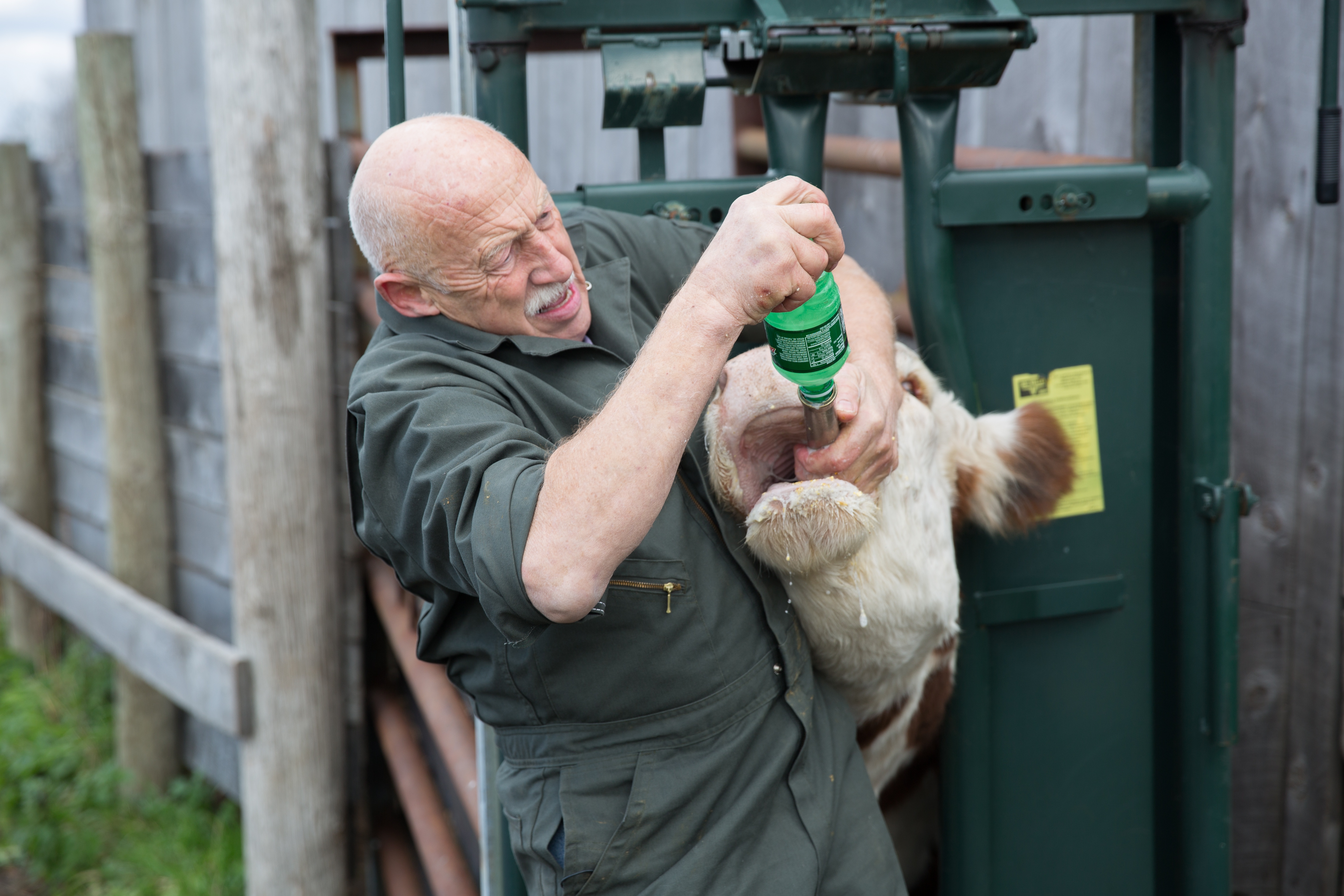 L'incroyable Dr Pol  (1).jpg