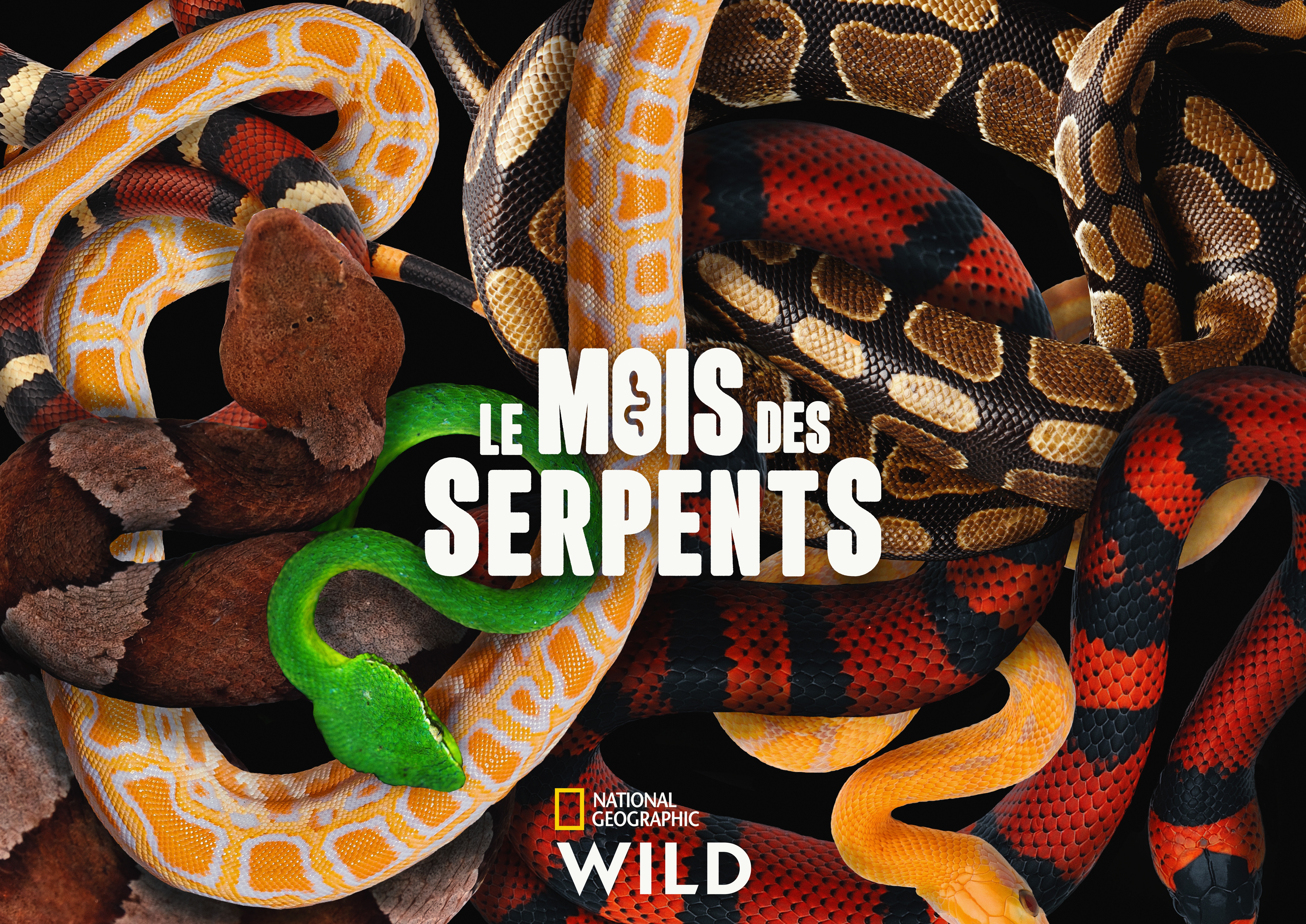 NGW_LE-MOIS-DES-SERPENTS_KEY-ART-FULL.jpg