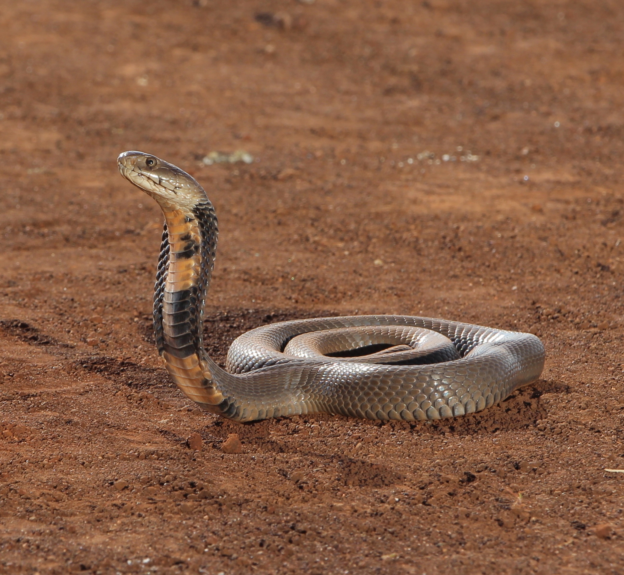 Incroyables serpents (2).jpg