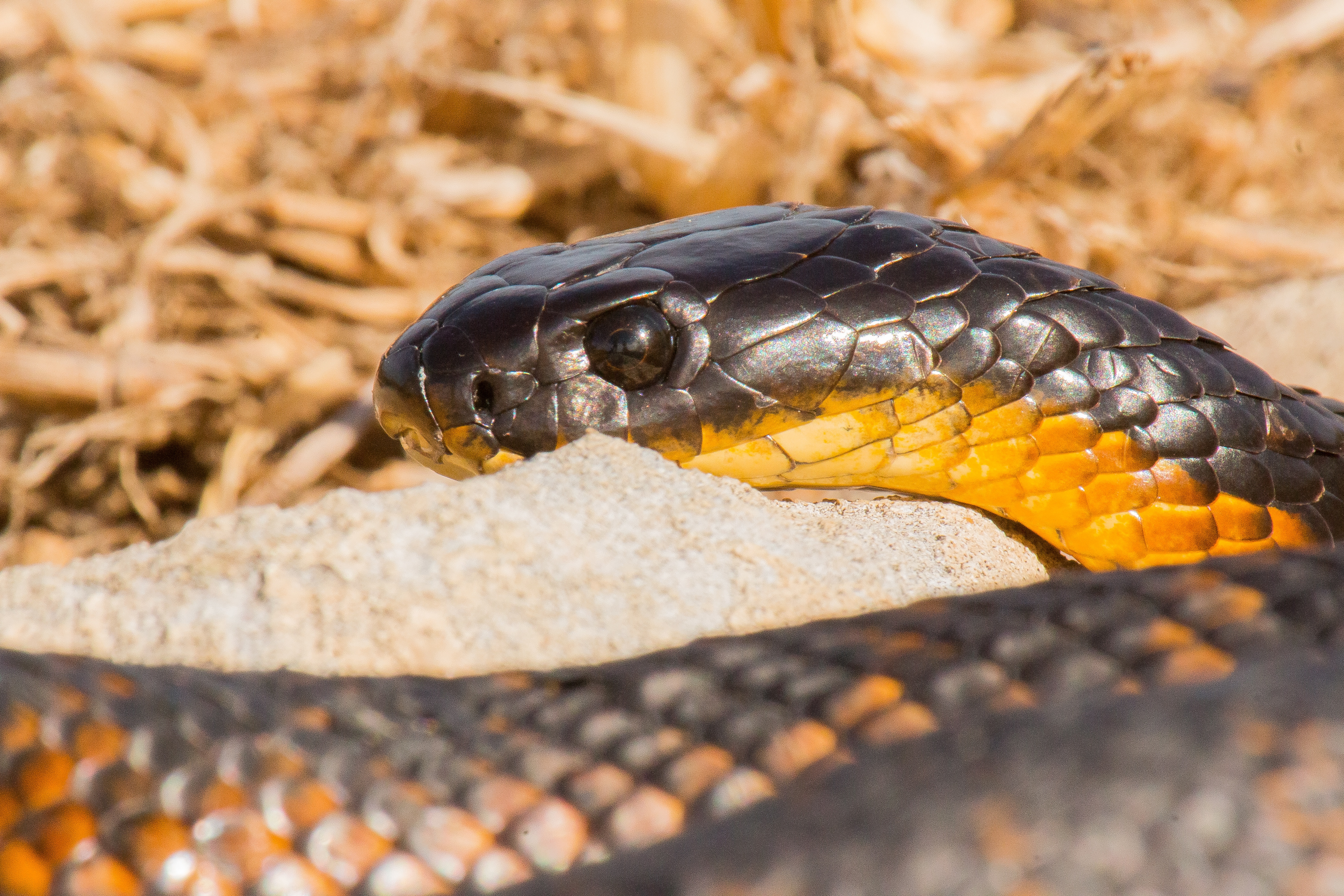 Serpents tueurs (2).jpg
