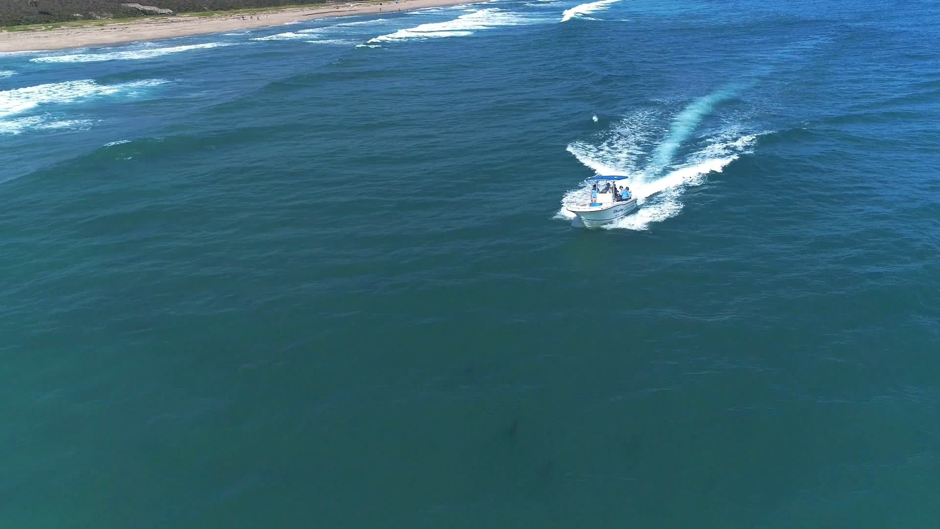 Sharks Attack ! Peur bleue en Floride (2).jpg