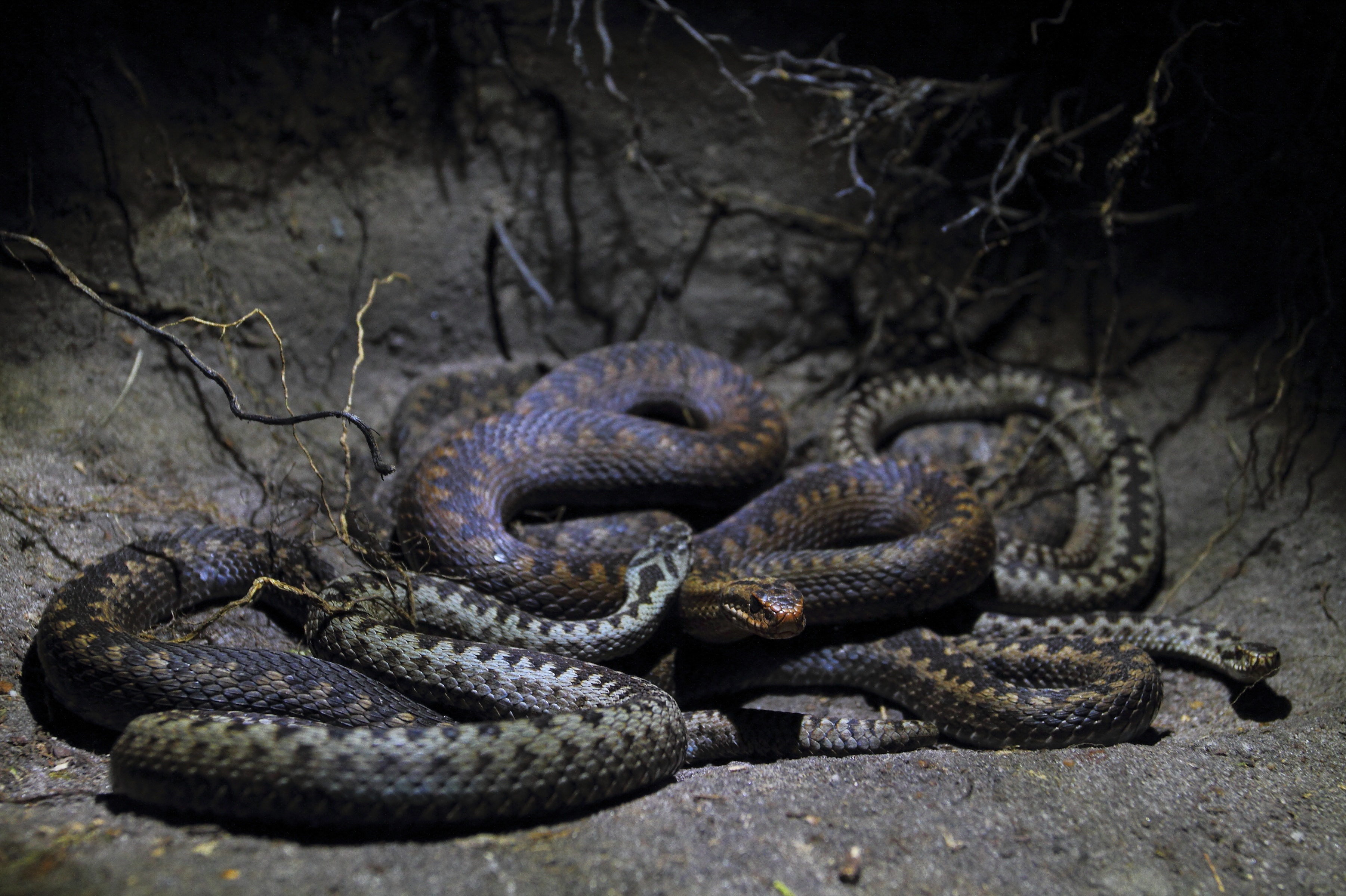 Serpents en embuscade (3).jpg