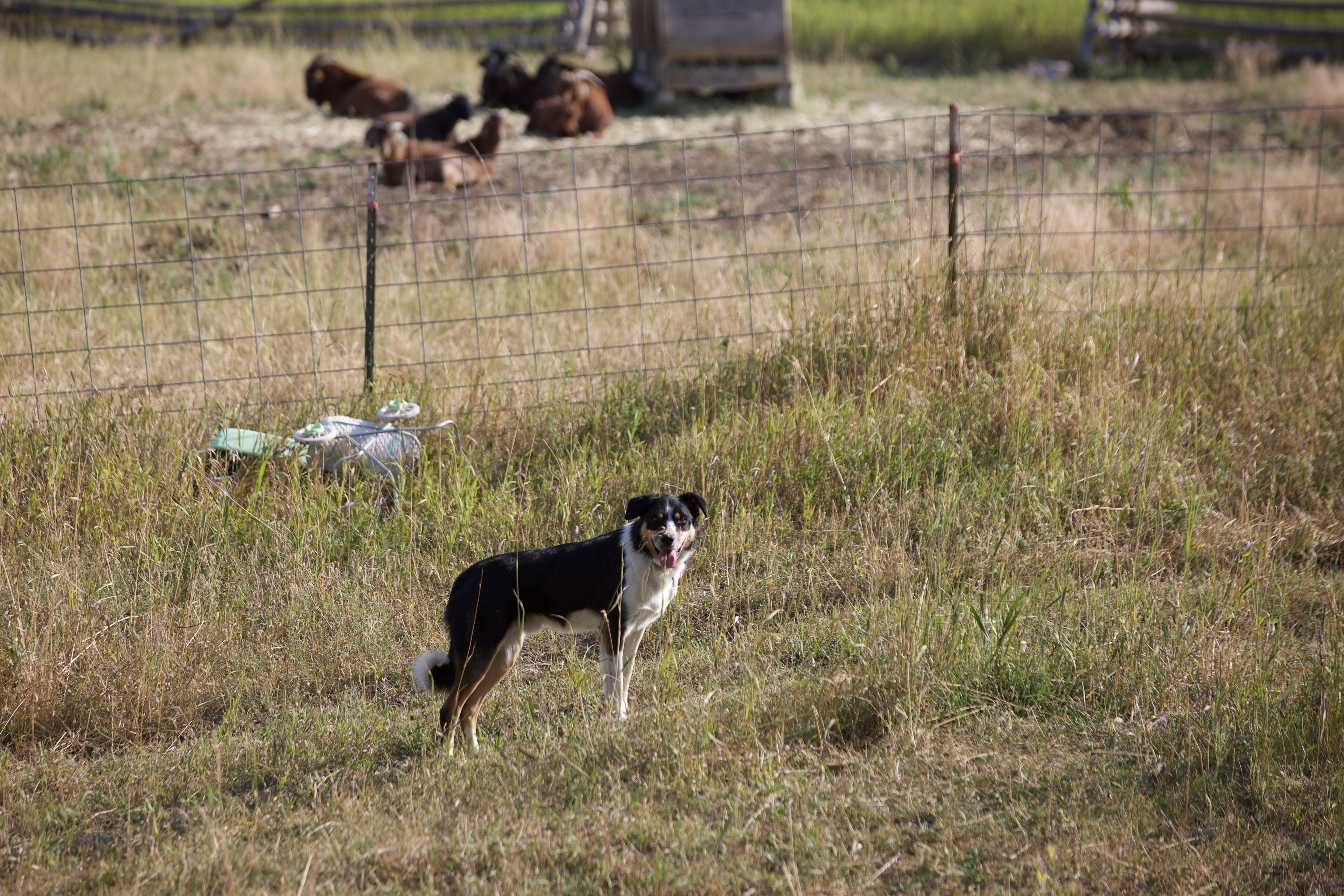Une vie de chien (5).jpg
