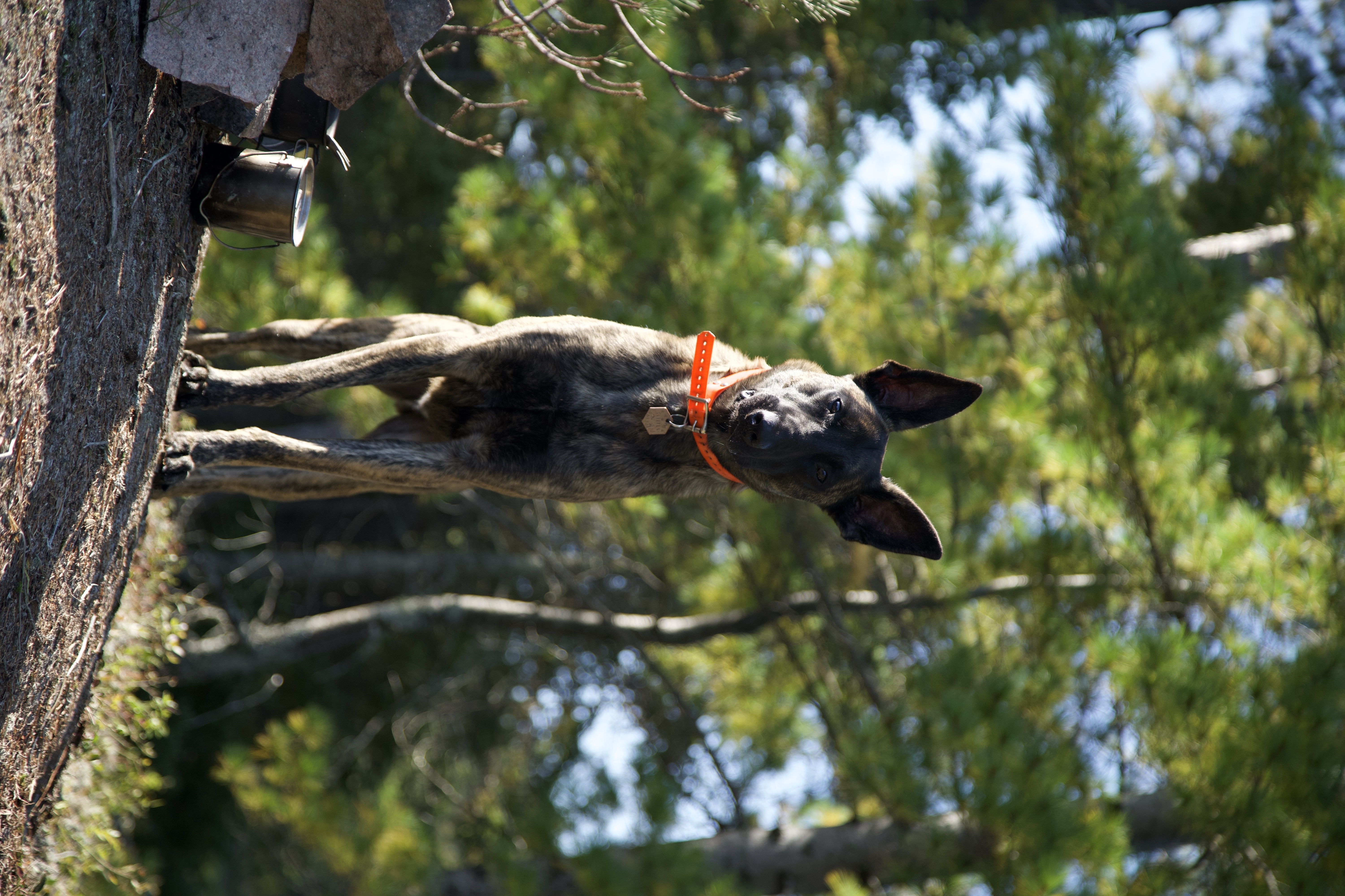 Une vie de chien (9).jpg