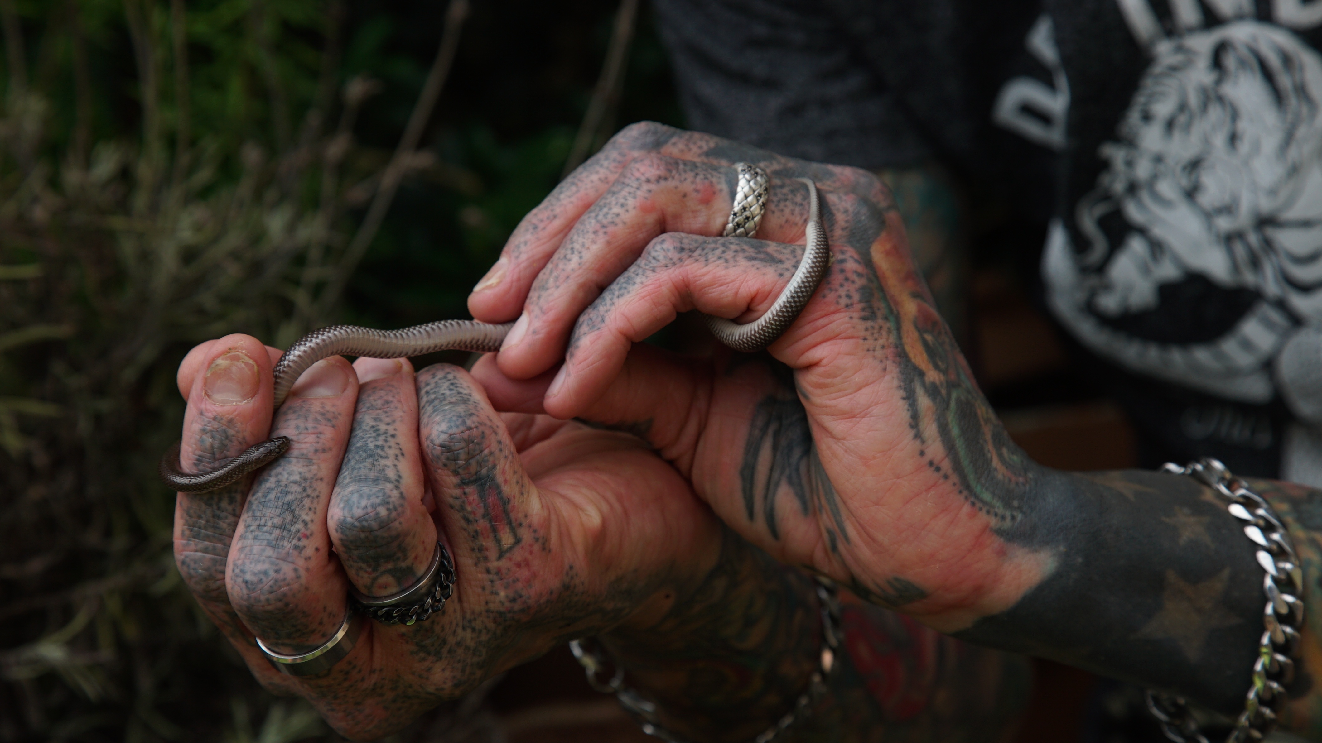 Snakes in The City (1).jpg