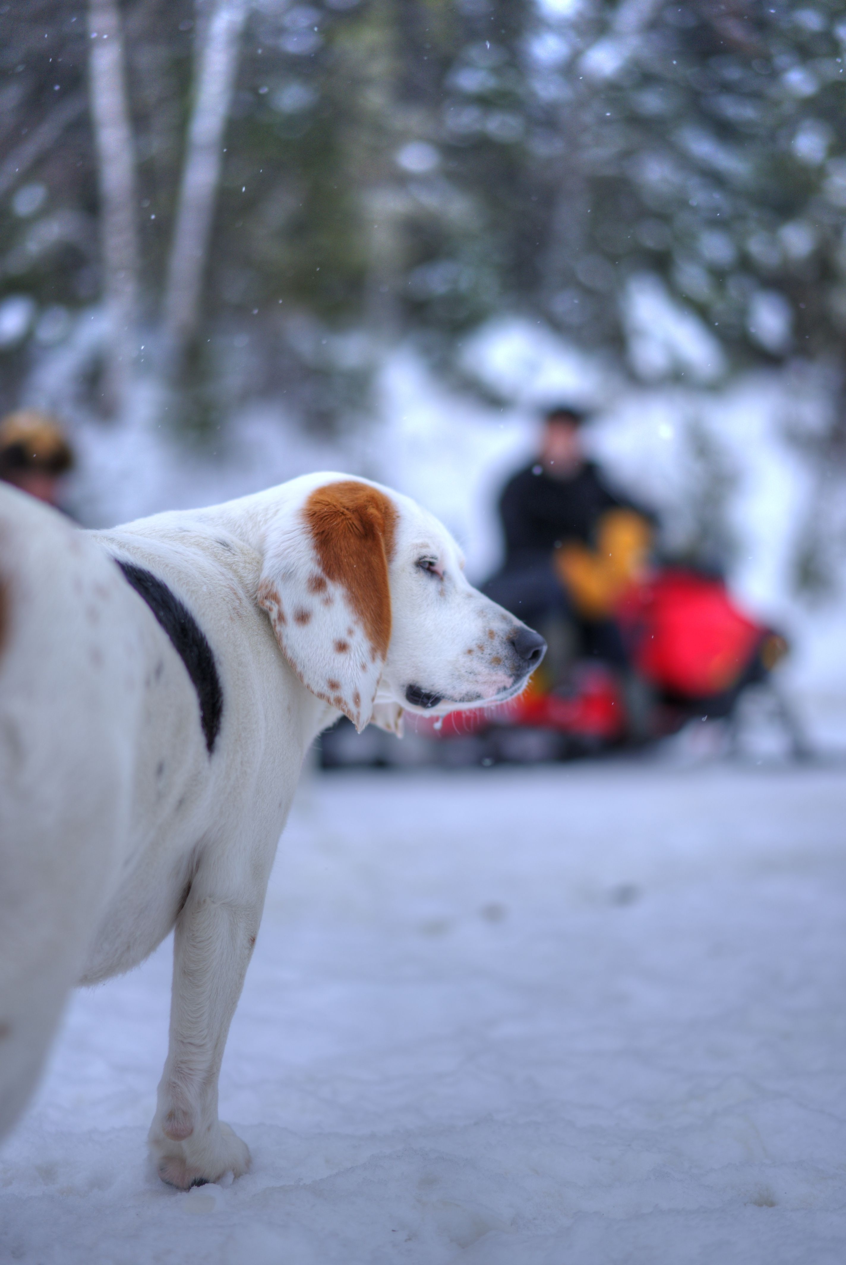 Une vie de chien (1).jpg
