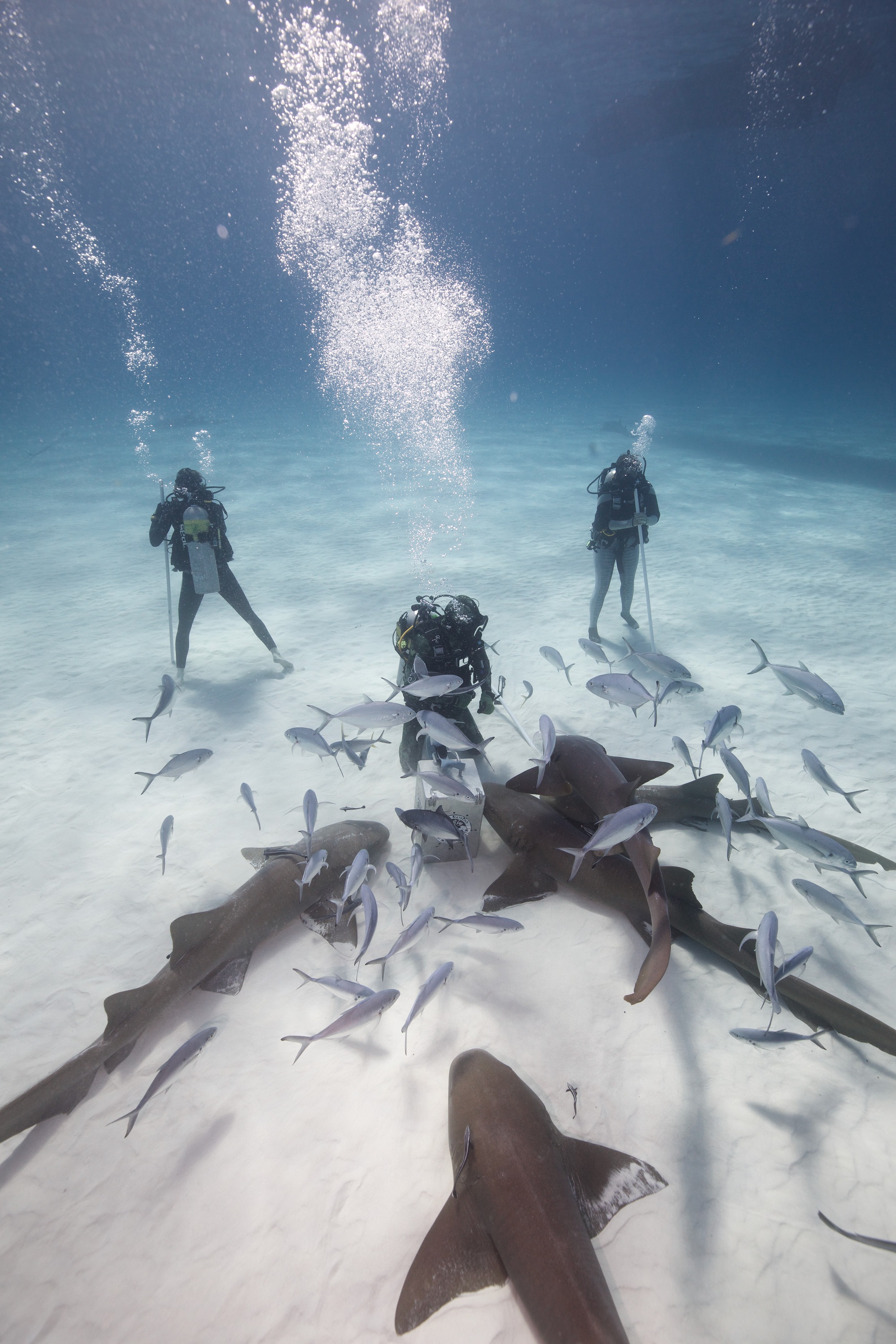 Gang des requins (2).jpg