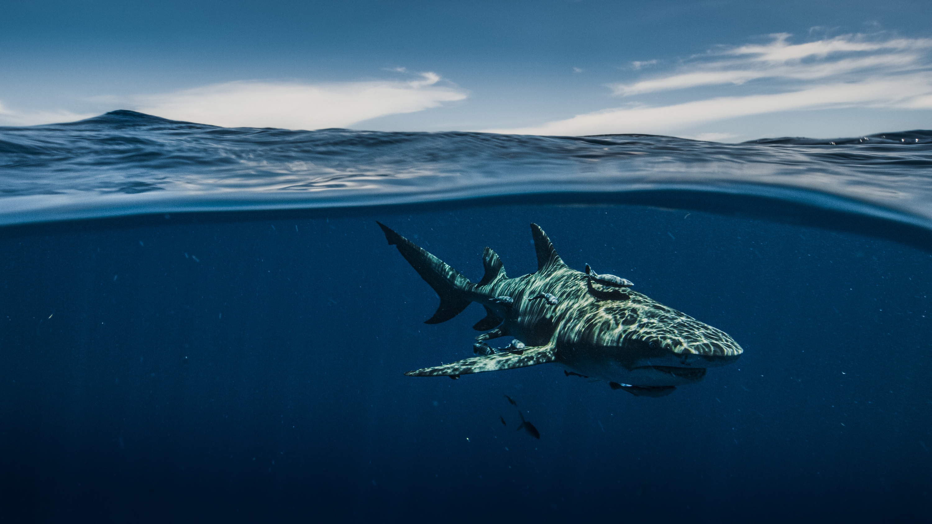 Les requins vu du ciel (1).jpg
