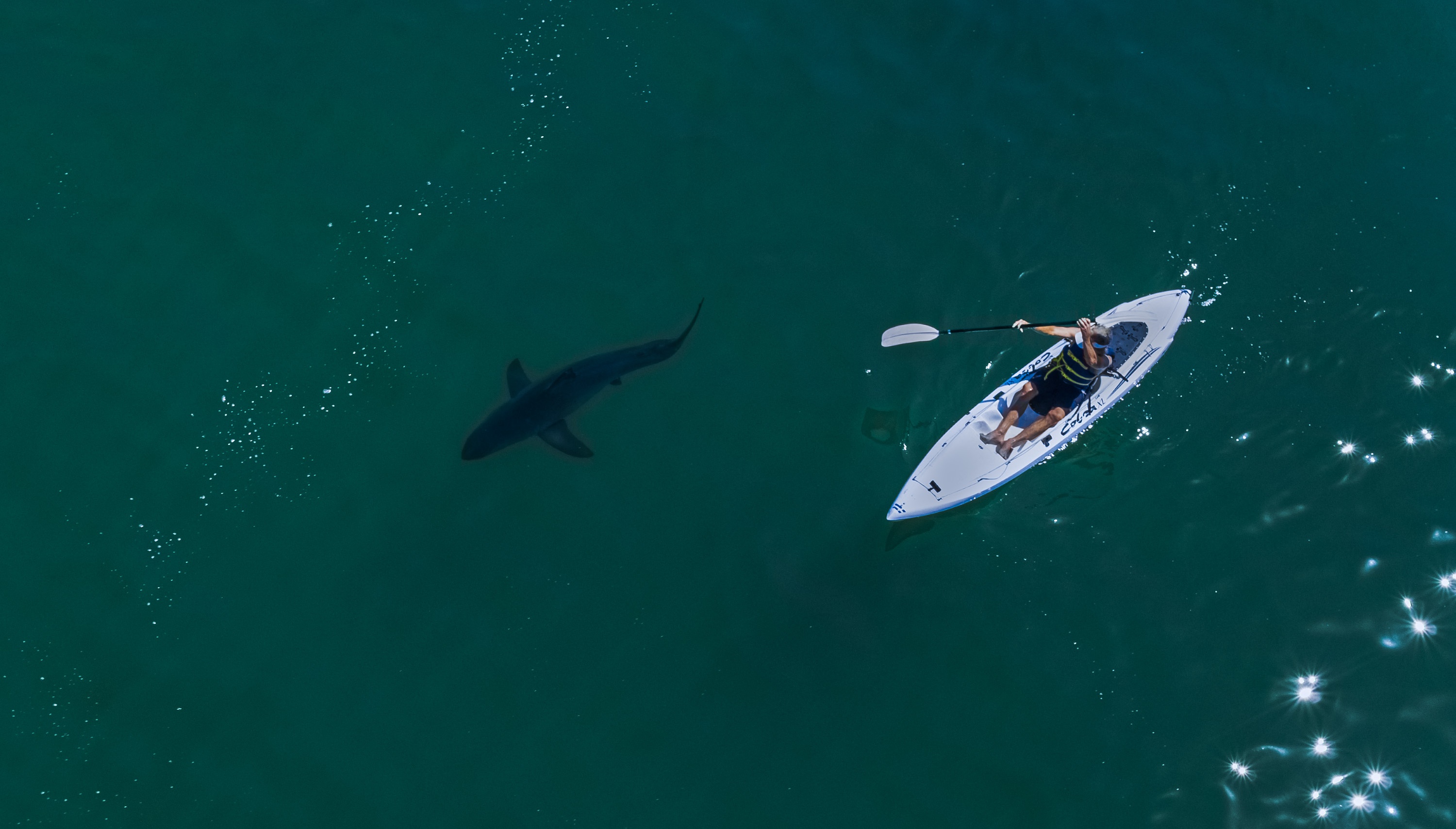 Les requins vu du ciel (3).jpg