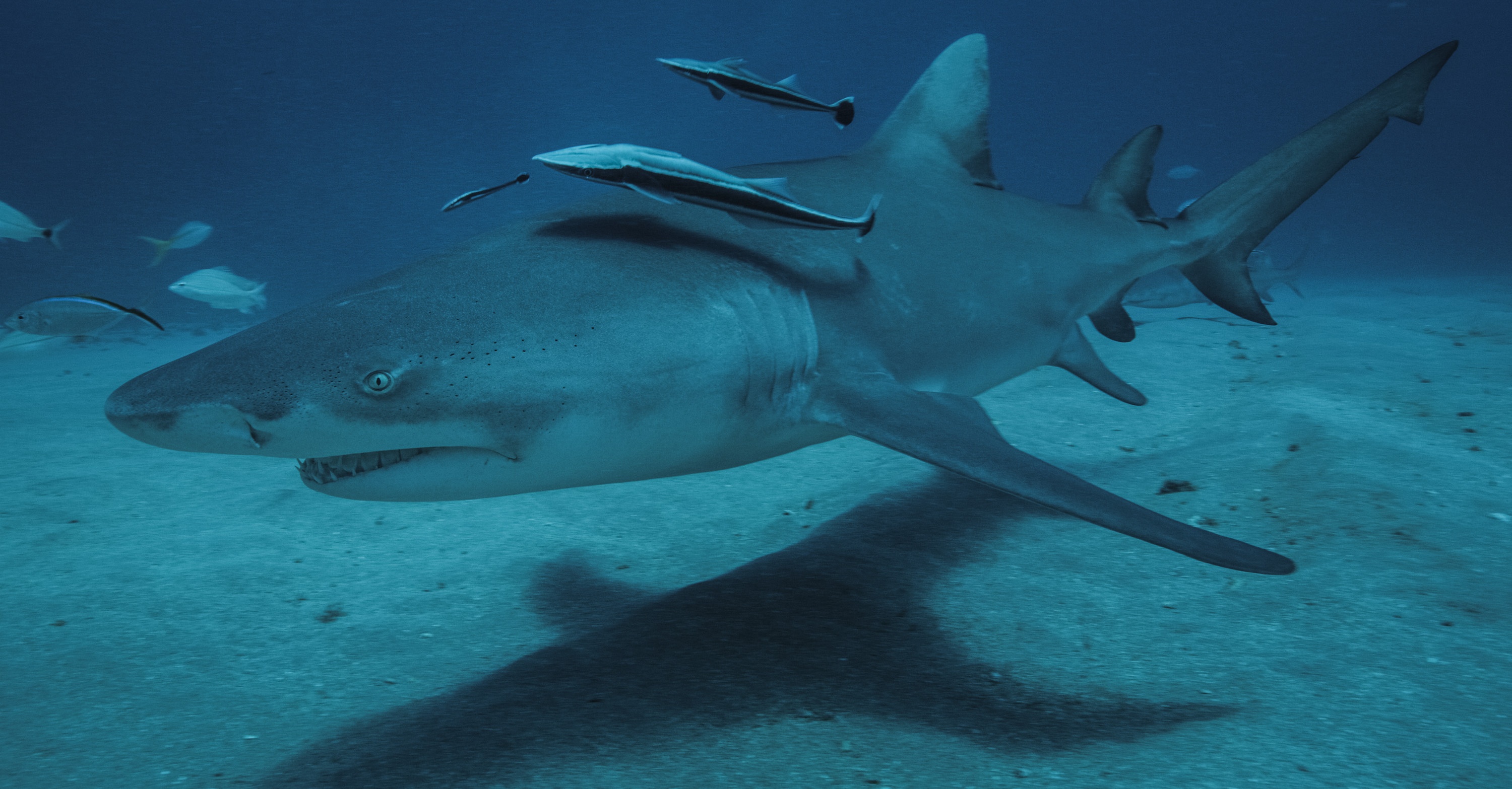 Les requins vu du ciel (5).jpg
