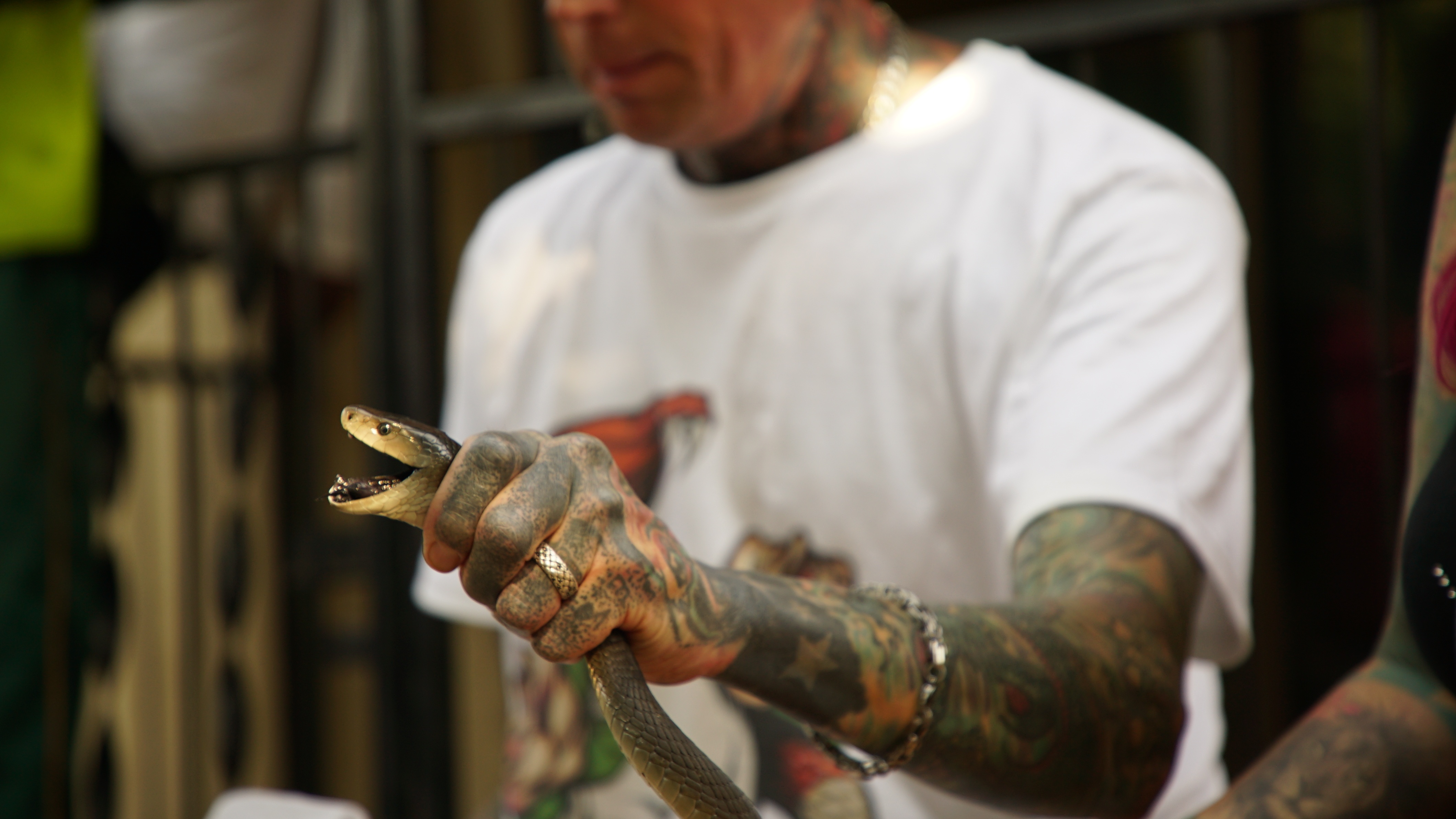 Snakes in the city (2).jpg