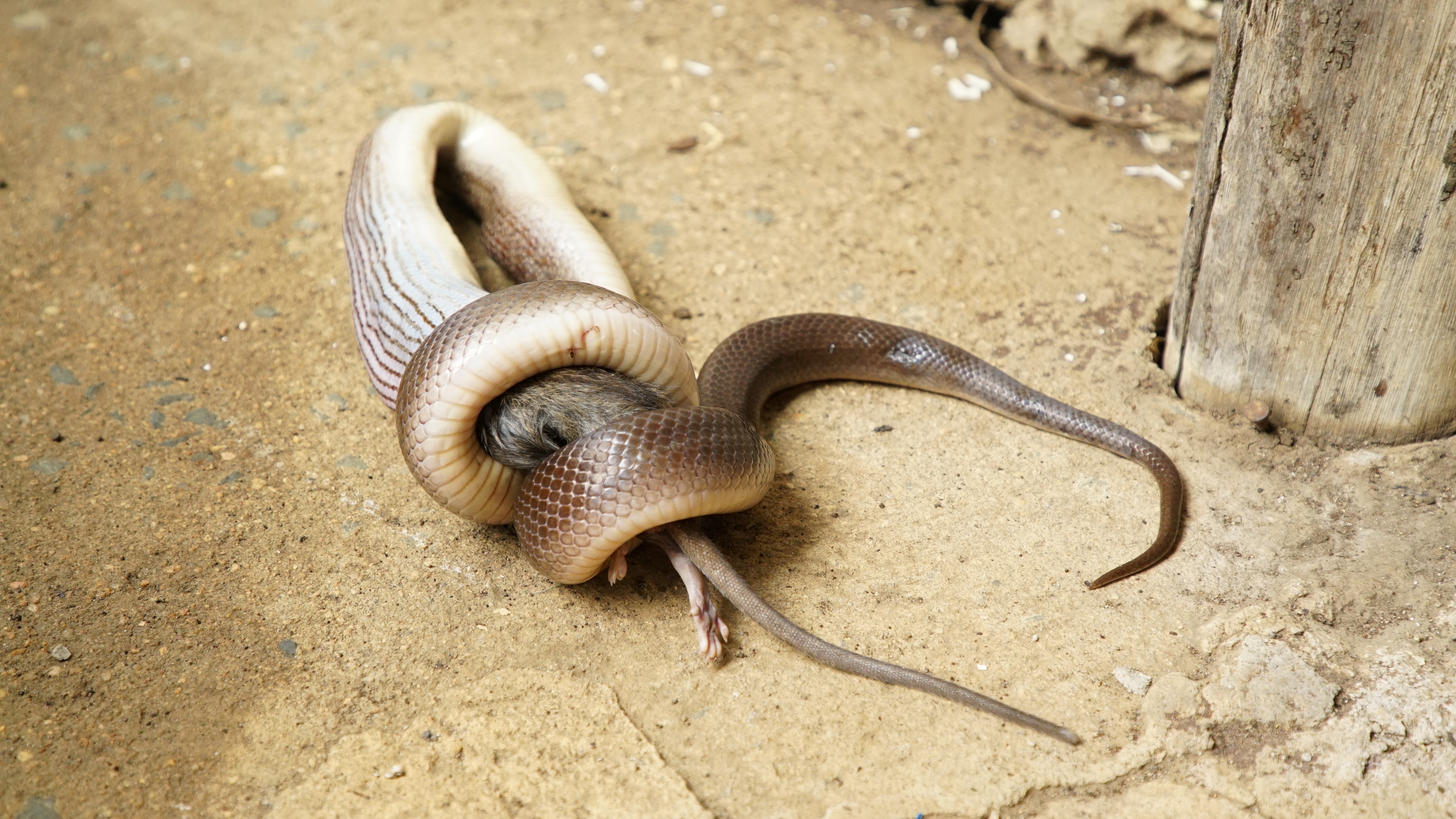 Snakes in the city (1).jpg