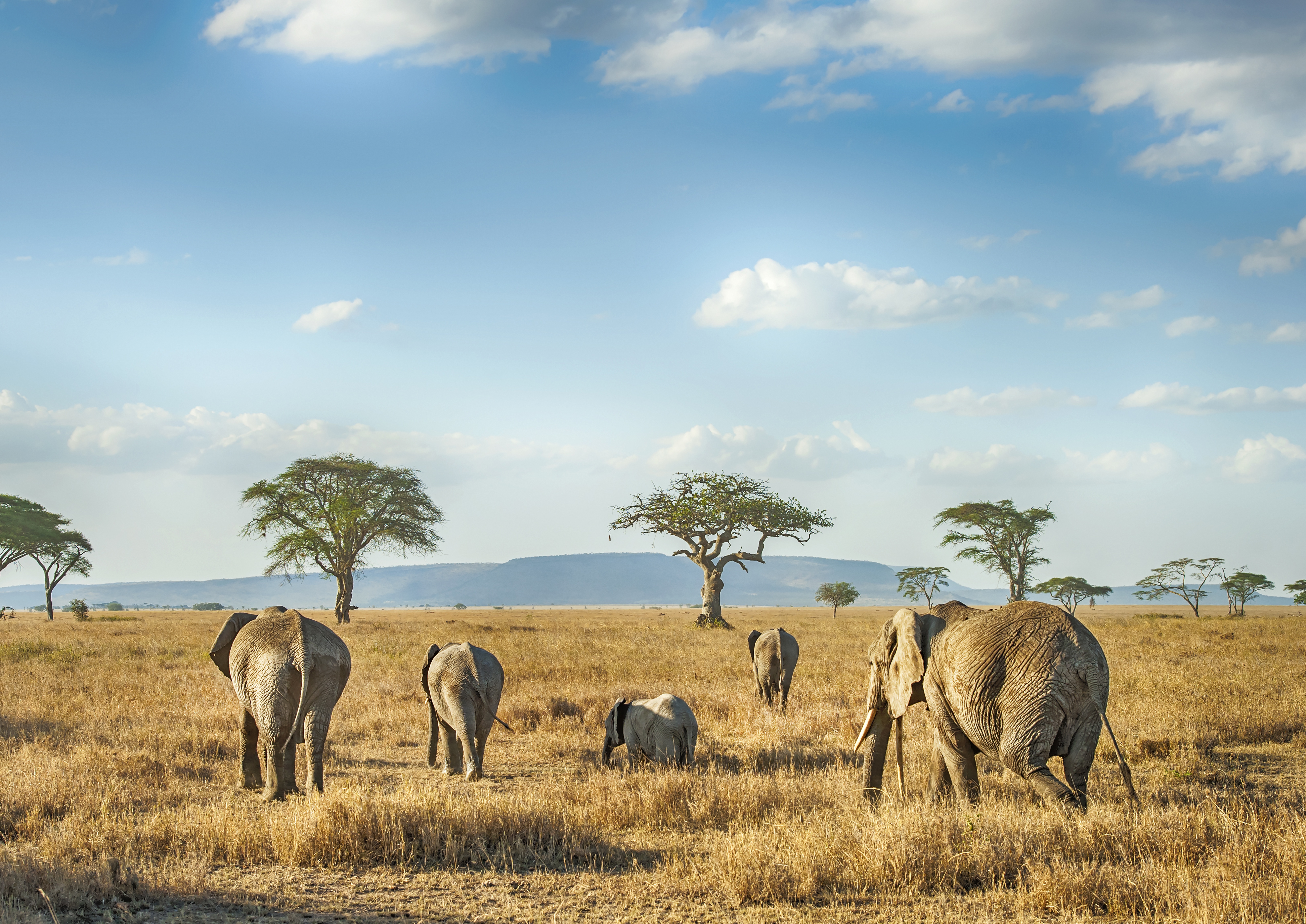 keyart_destinationwildmerveillesafrique_04_2020_3.jpg