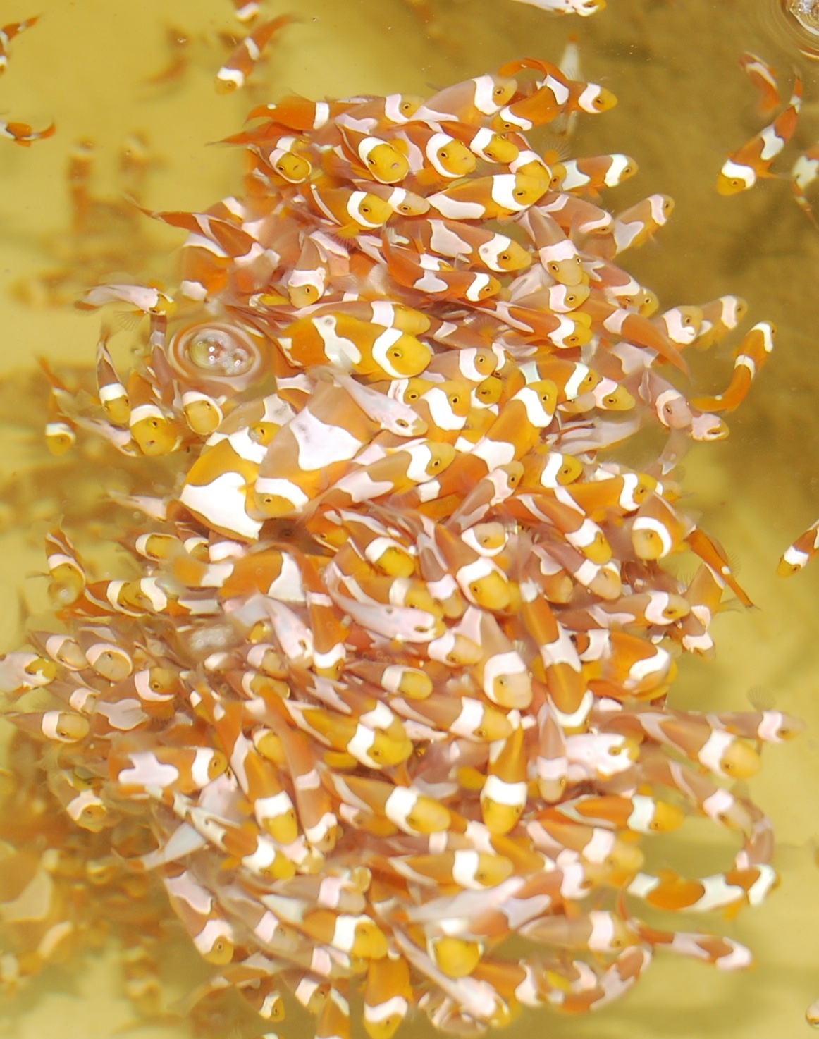 Les rois des aquariums (2).jpg