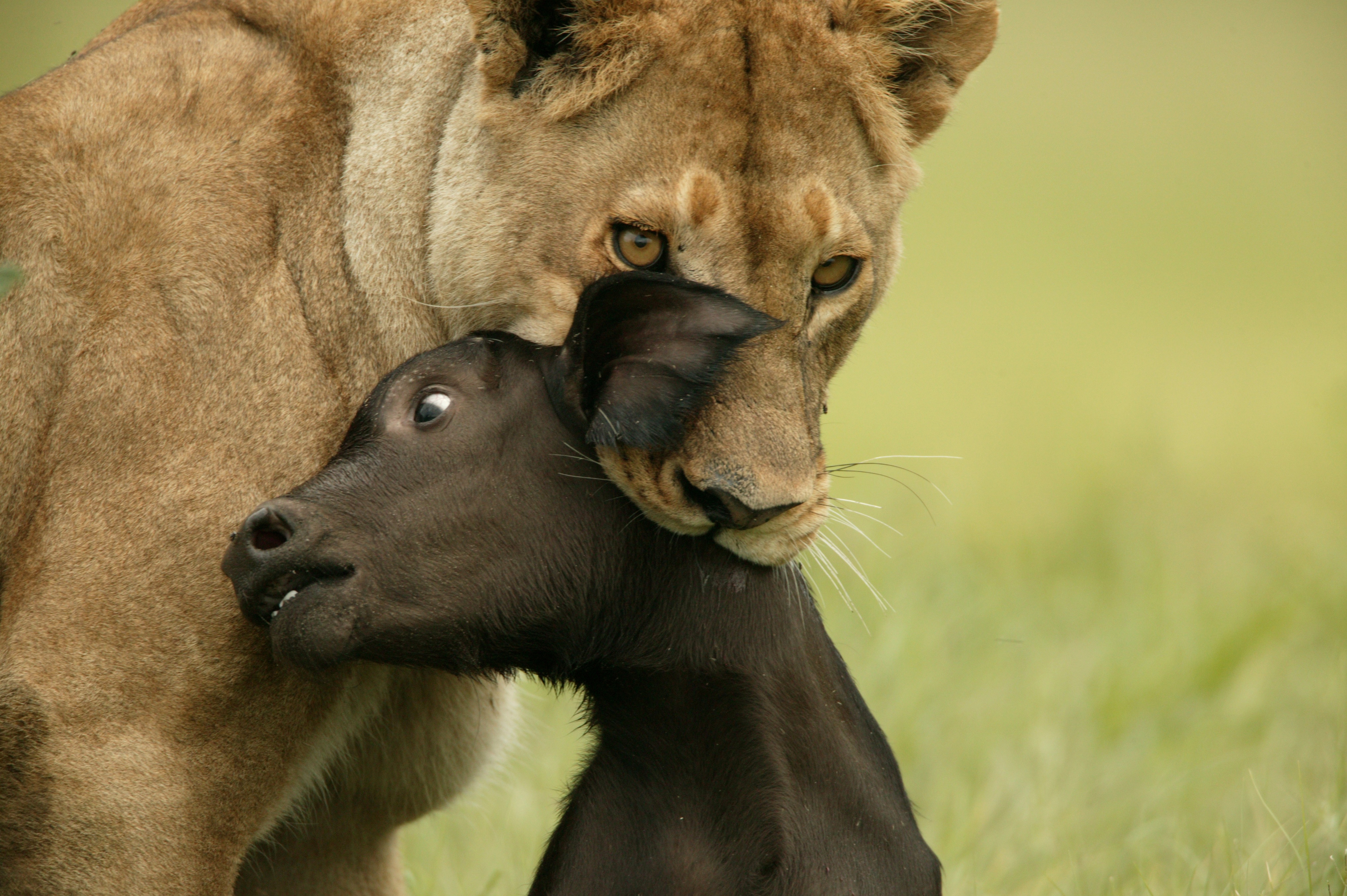 Ultimate Enemies (1).jpg