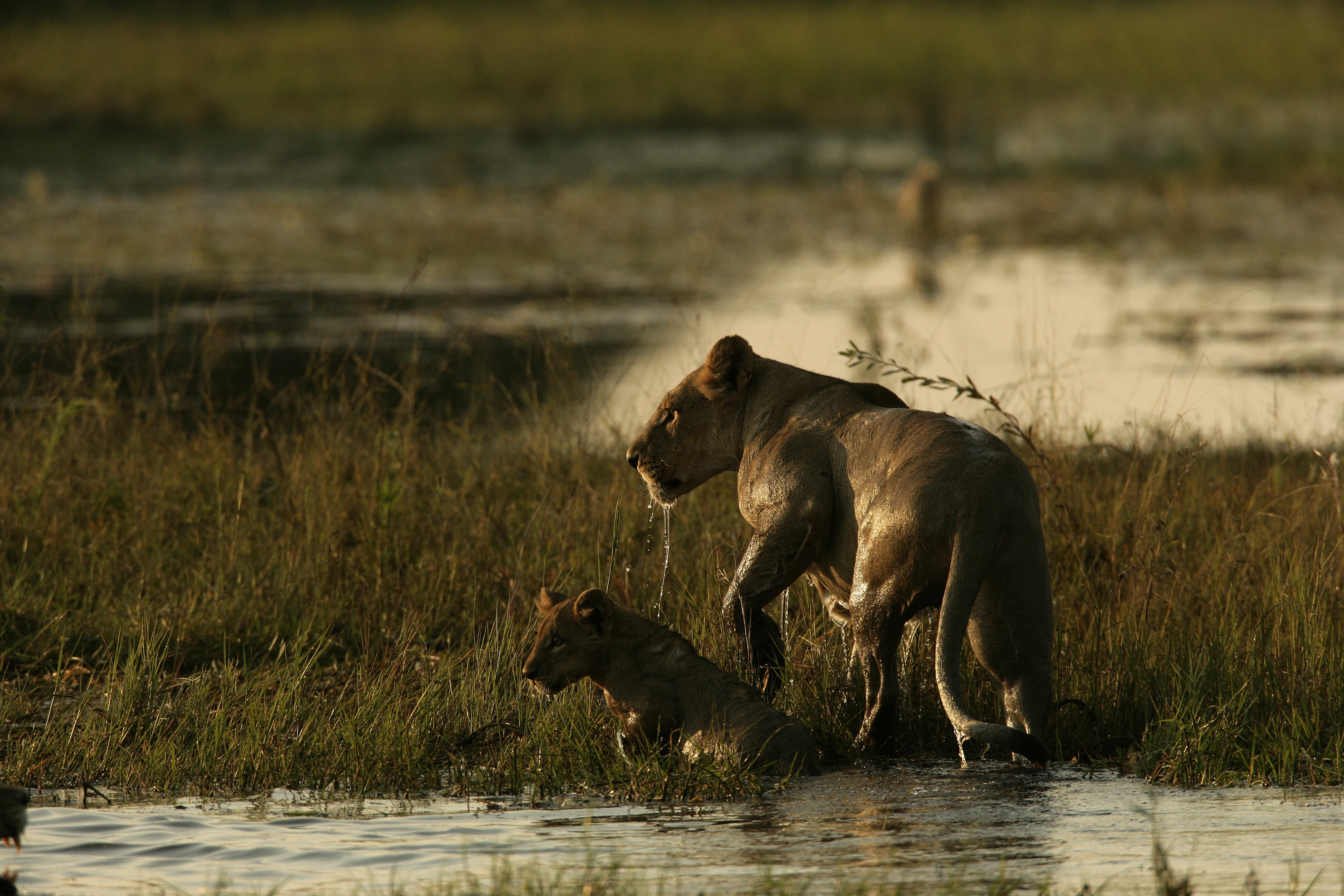 Ennemis sans relâche (10).jpg