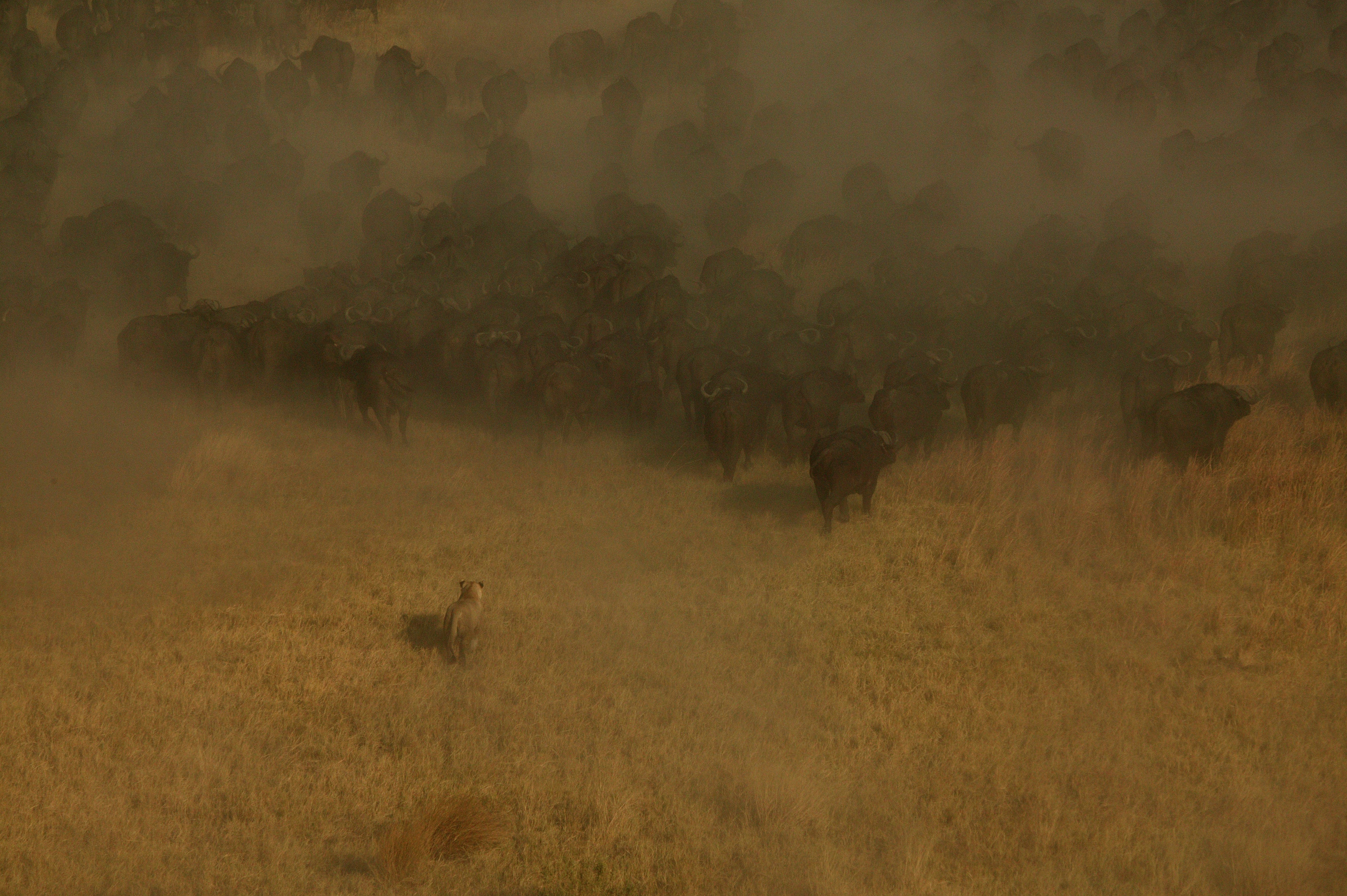 Ennemis sans relâche (17).jpg