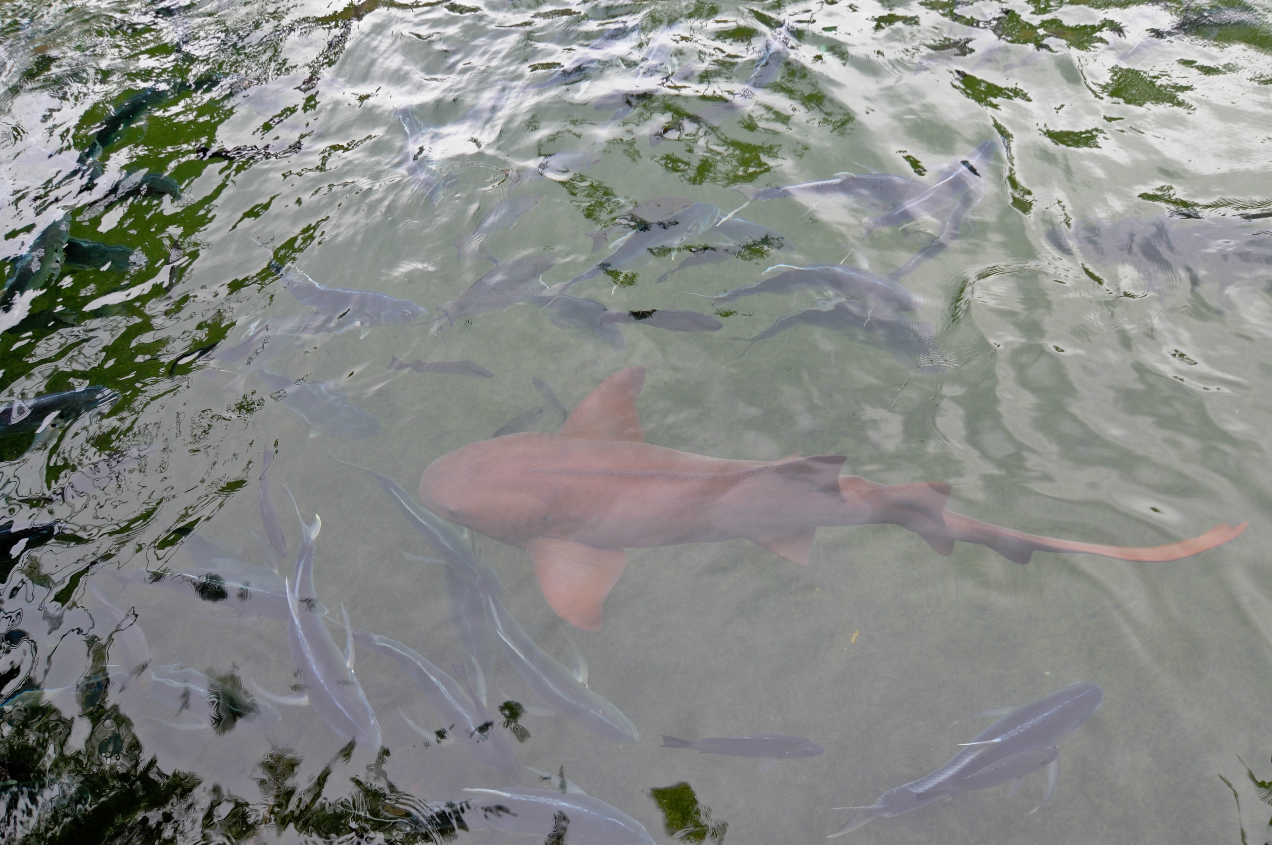 Les rois des aquariums (5).jpg