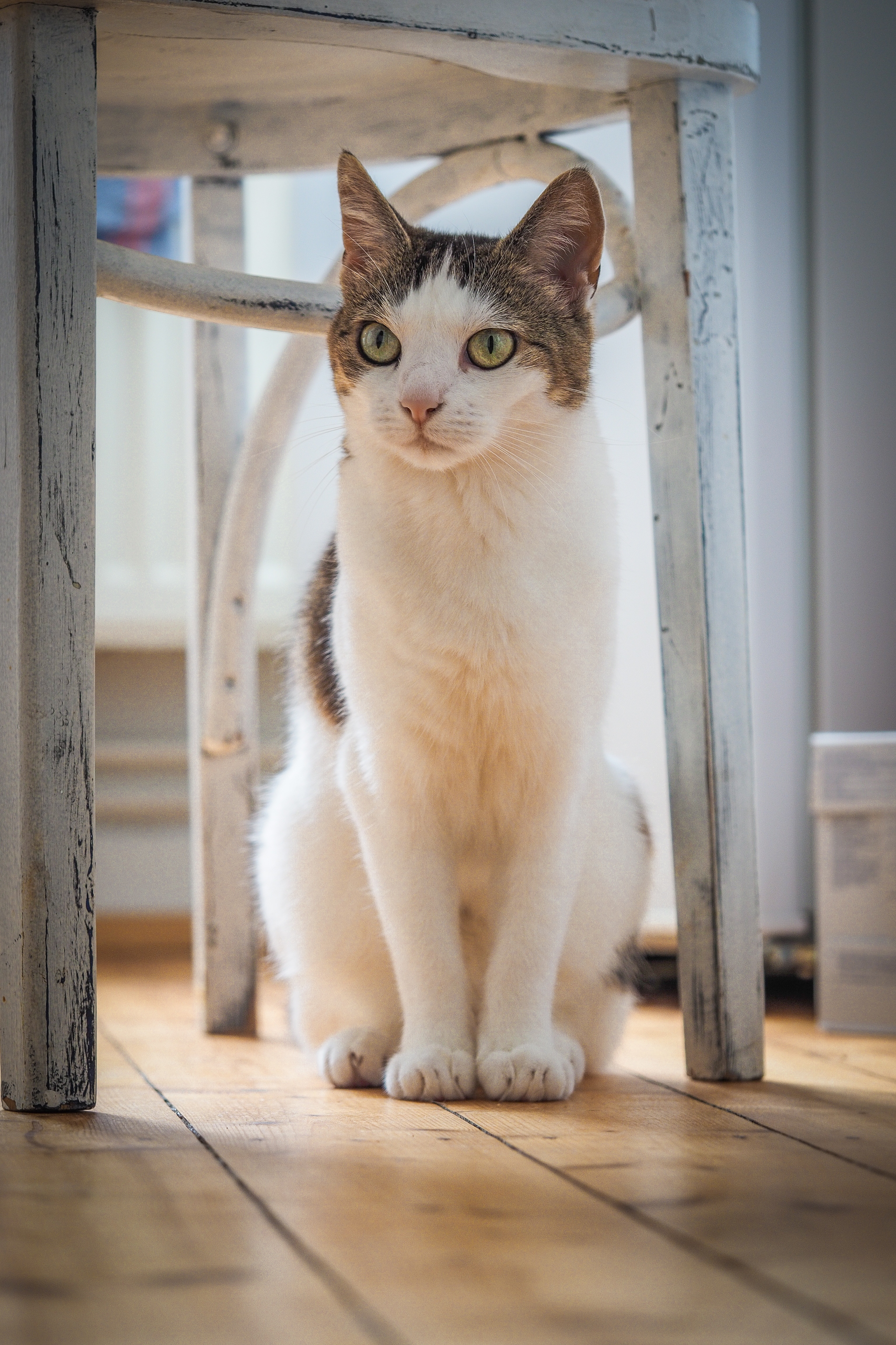 Petits chats sauvage (1).jpg