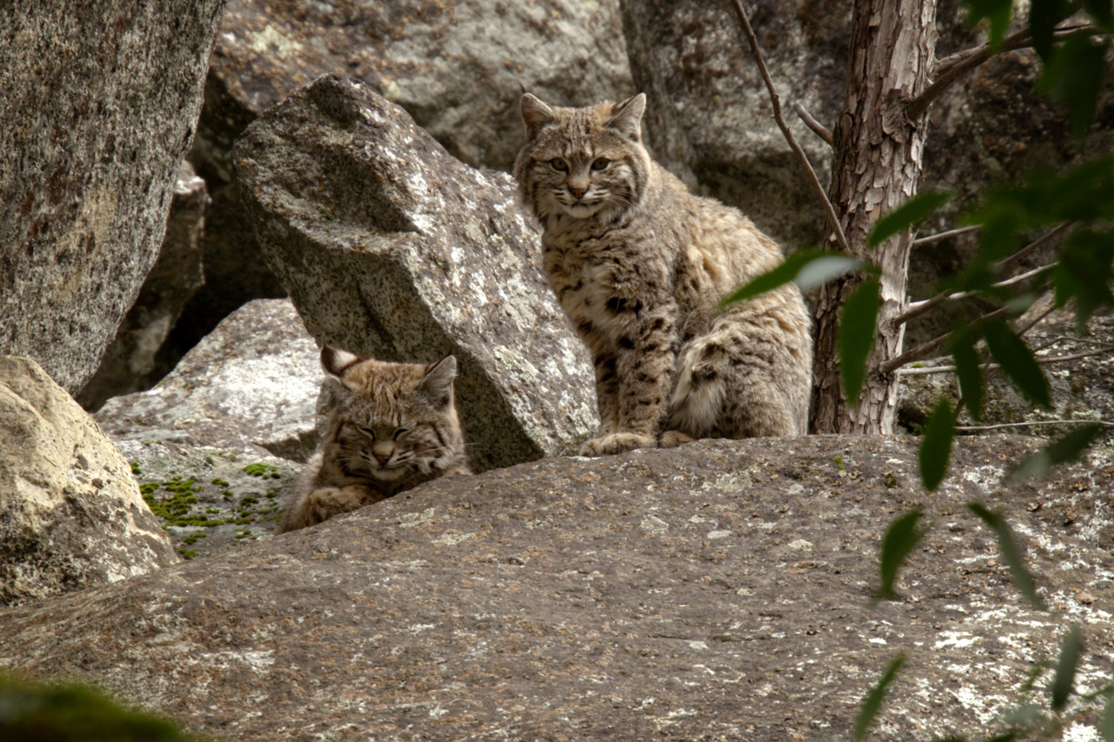 Petits chats sauvage (2).jpg
