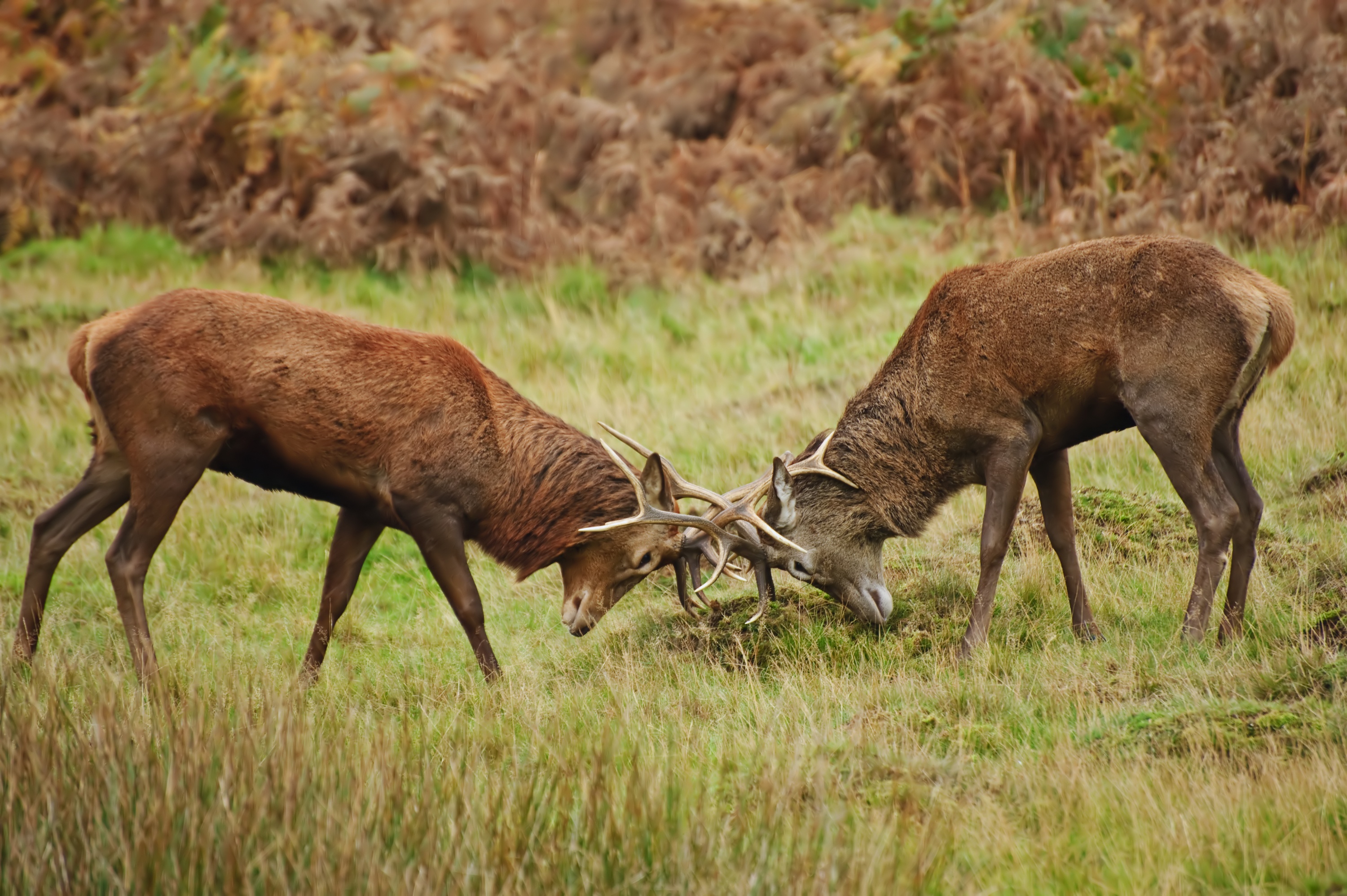Animal Fight Club (1).jpeg