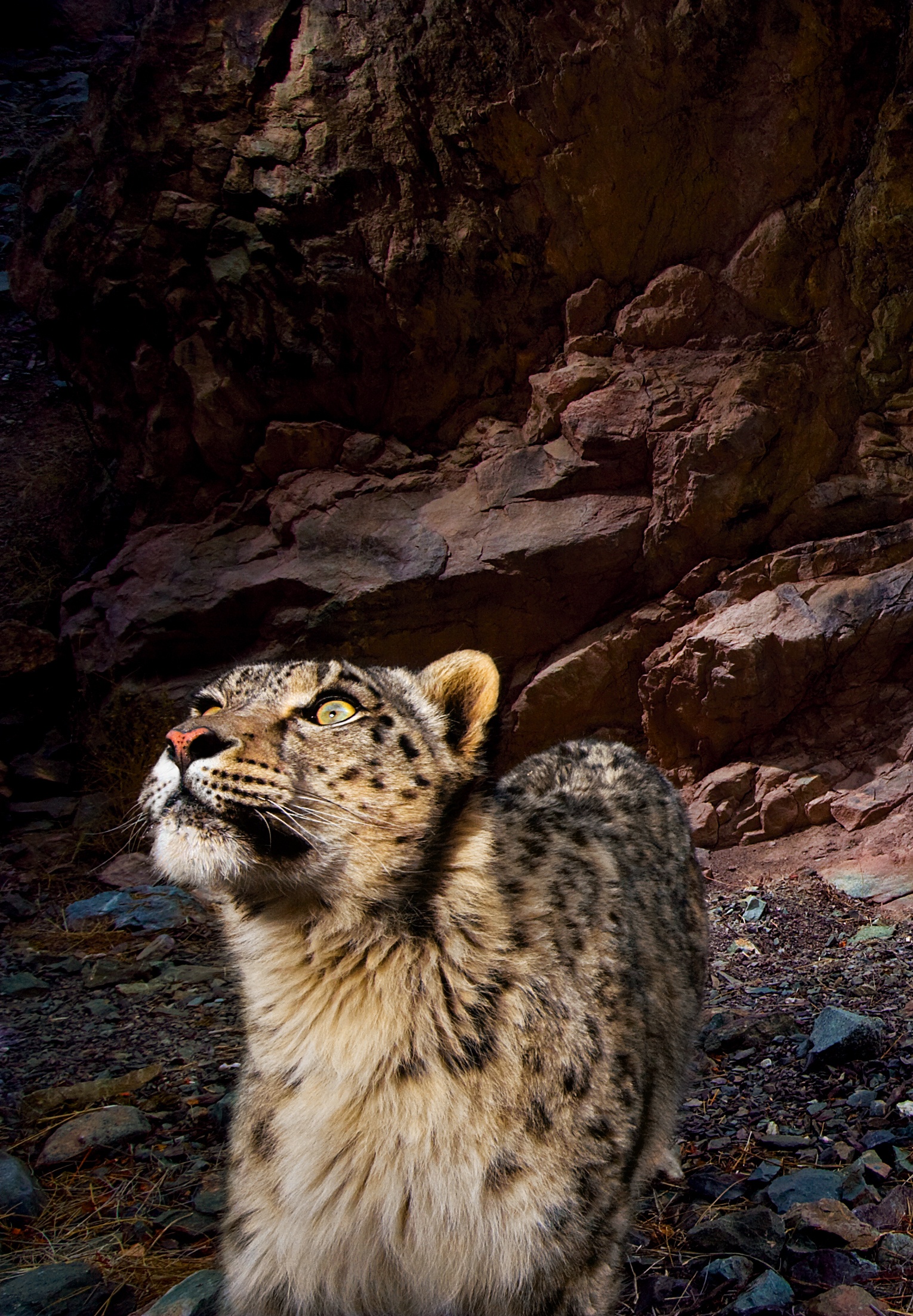 Leopard d'Afganhistan (3).jpg