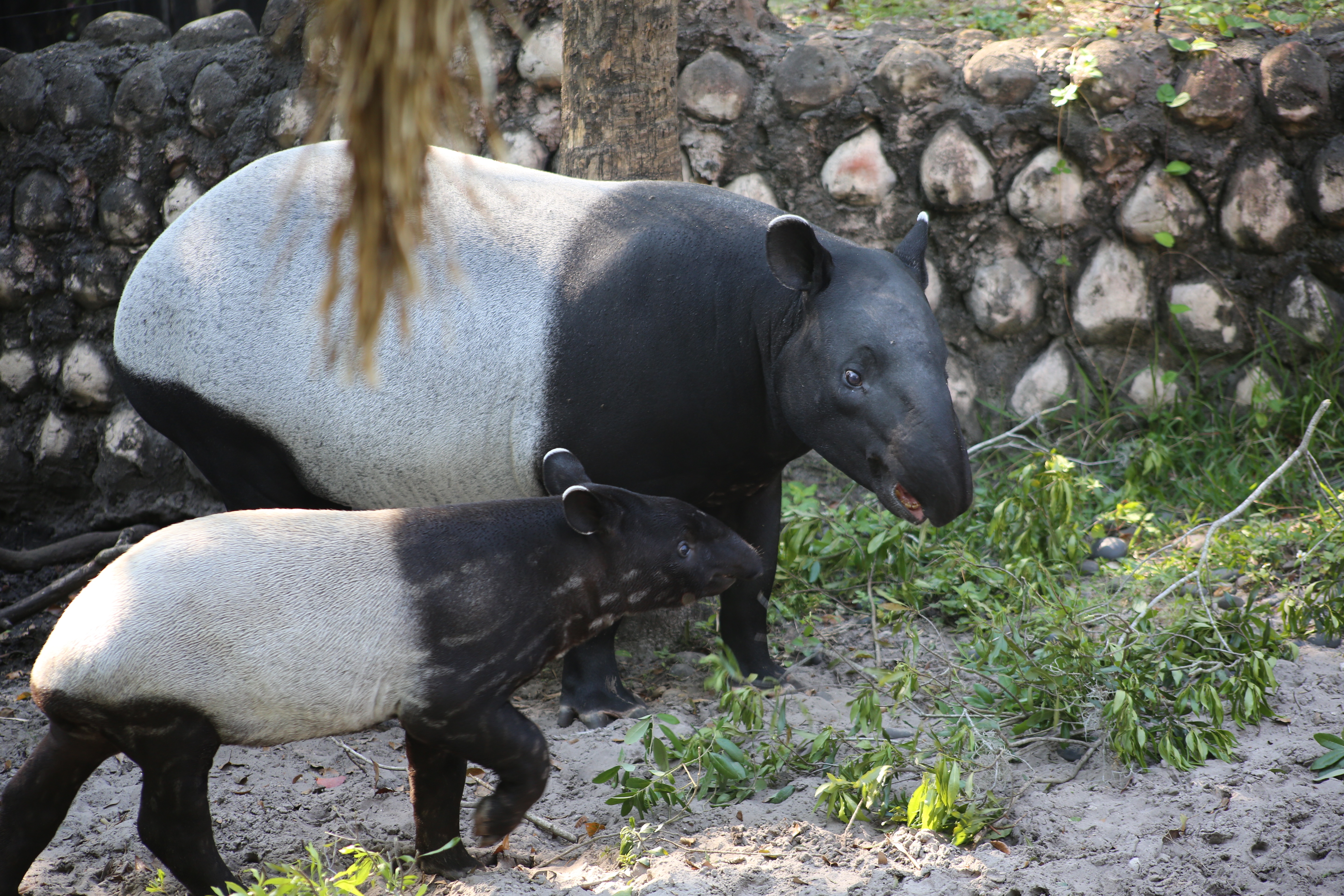 Au coeur du zoo (1).jpg