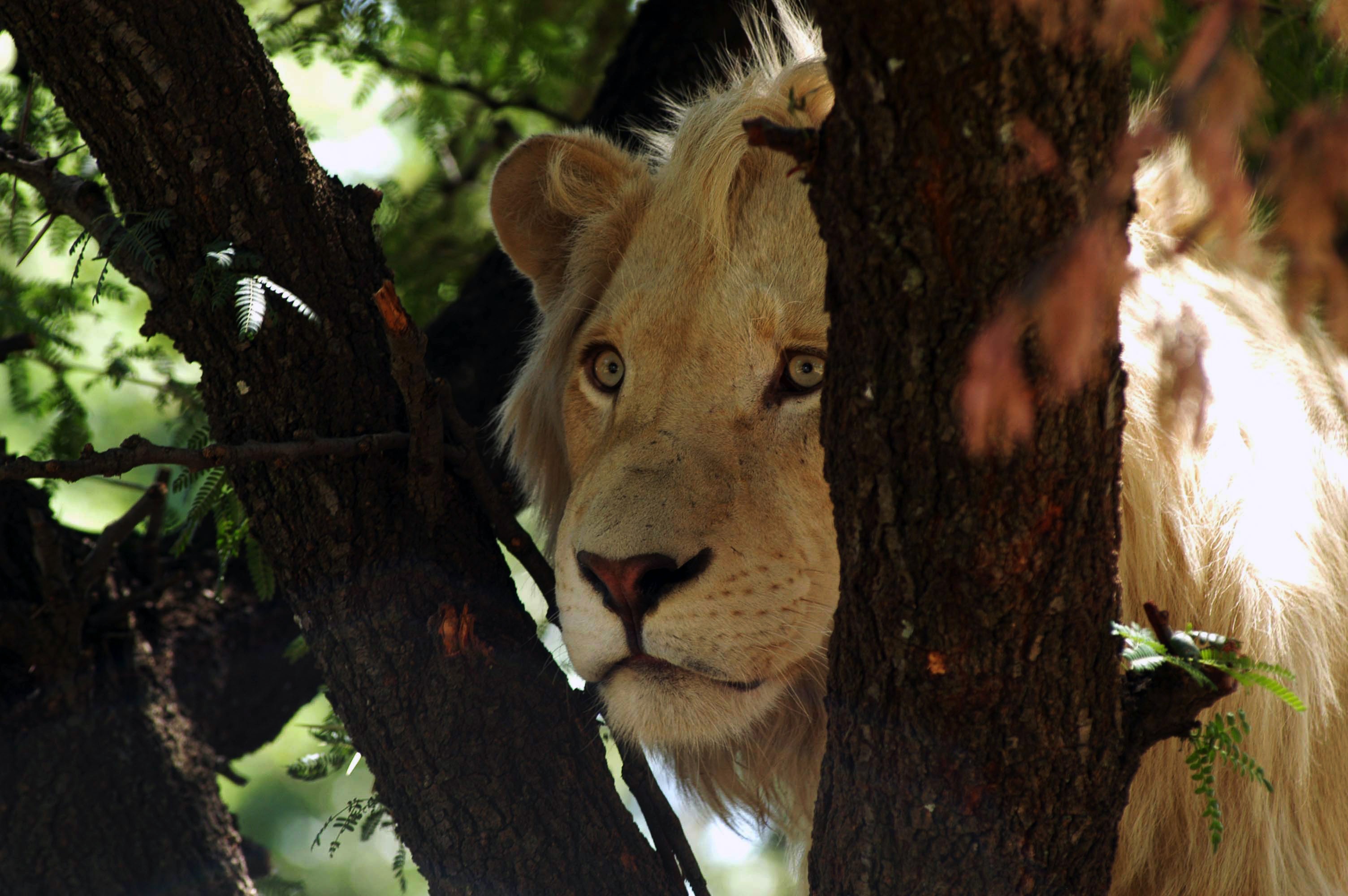 Le retour du lion (3).JPG