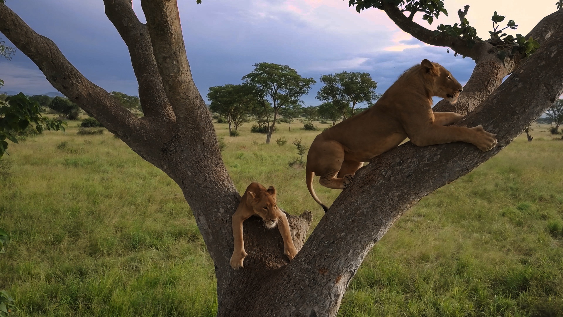 Les lions des arbres (1).jpg