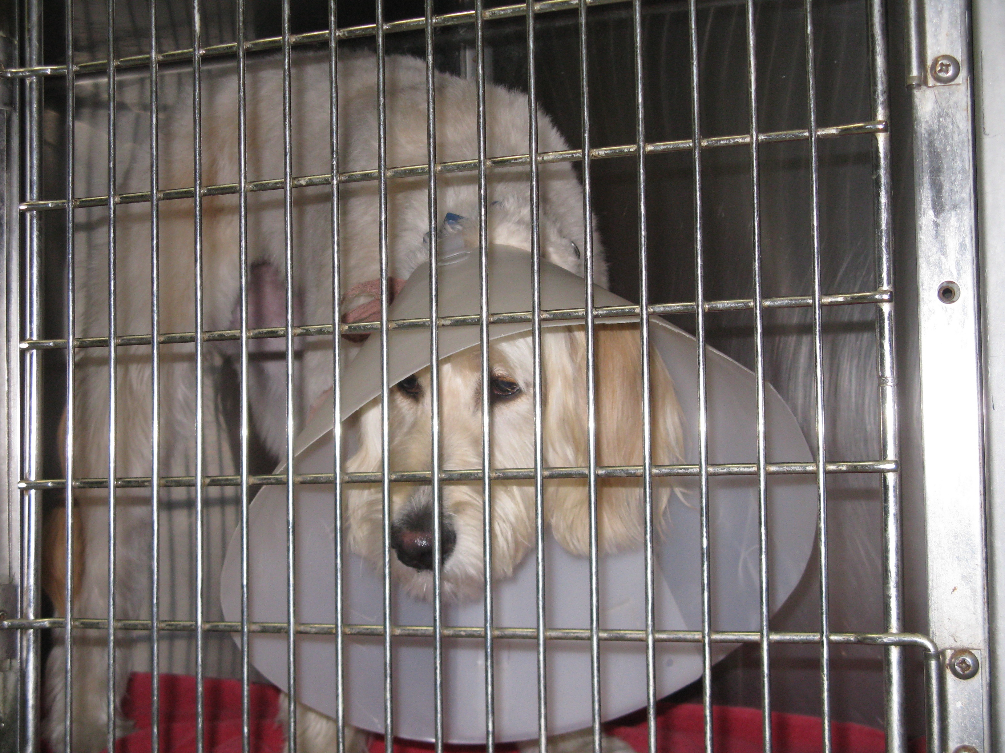 Festin de chien (1).JPG