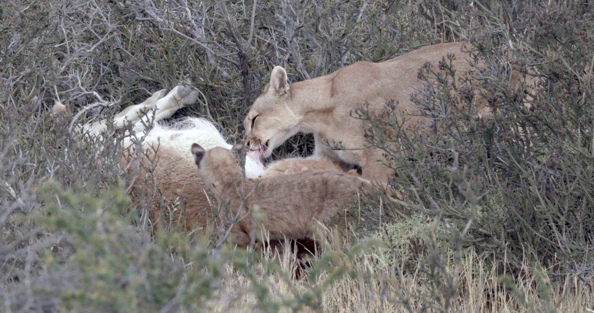 Man vs Puma (2).jpg