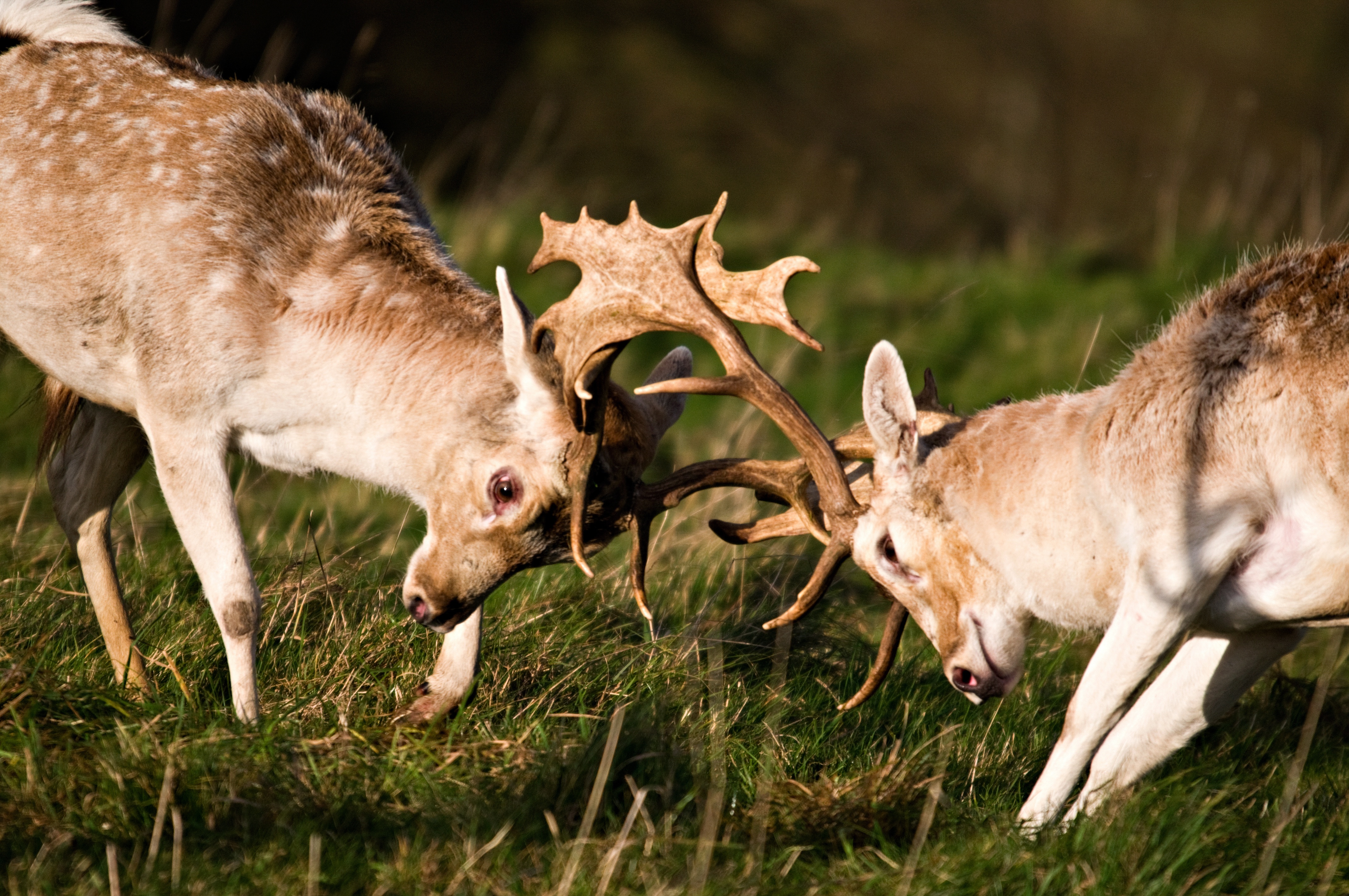 Les animaux déraillent (1).jpg