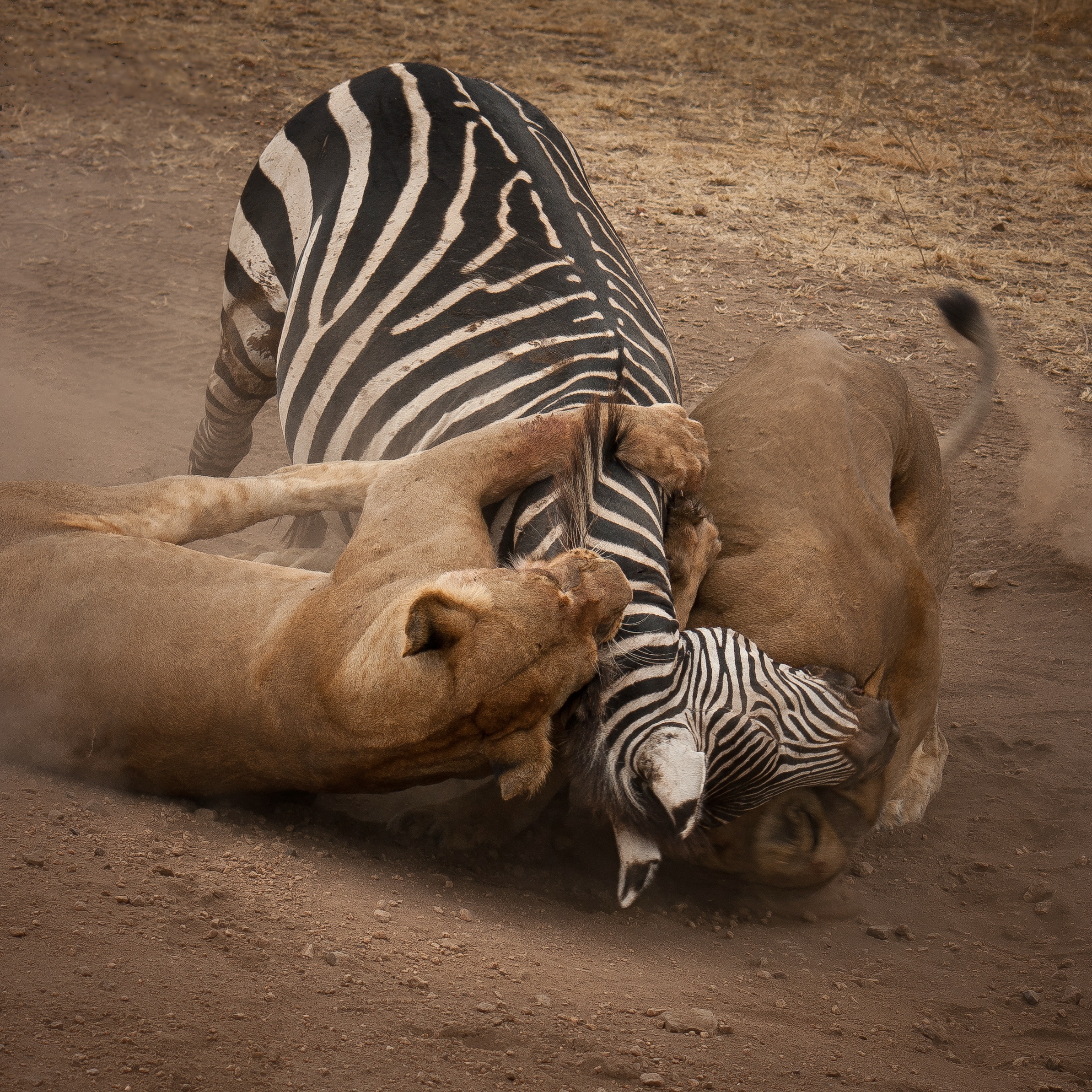 Les animaux déraillent (2).jpg