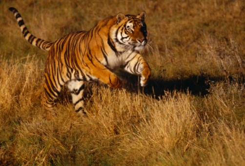 Les animaux déraillent (1).jpg