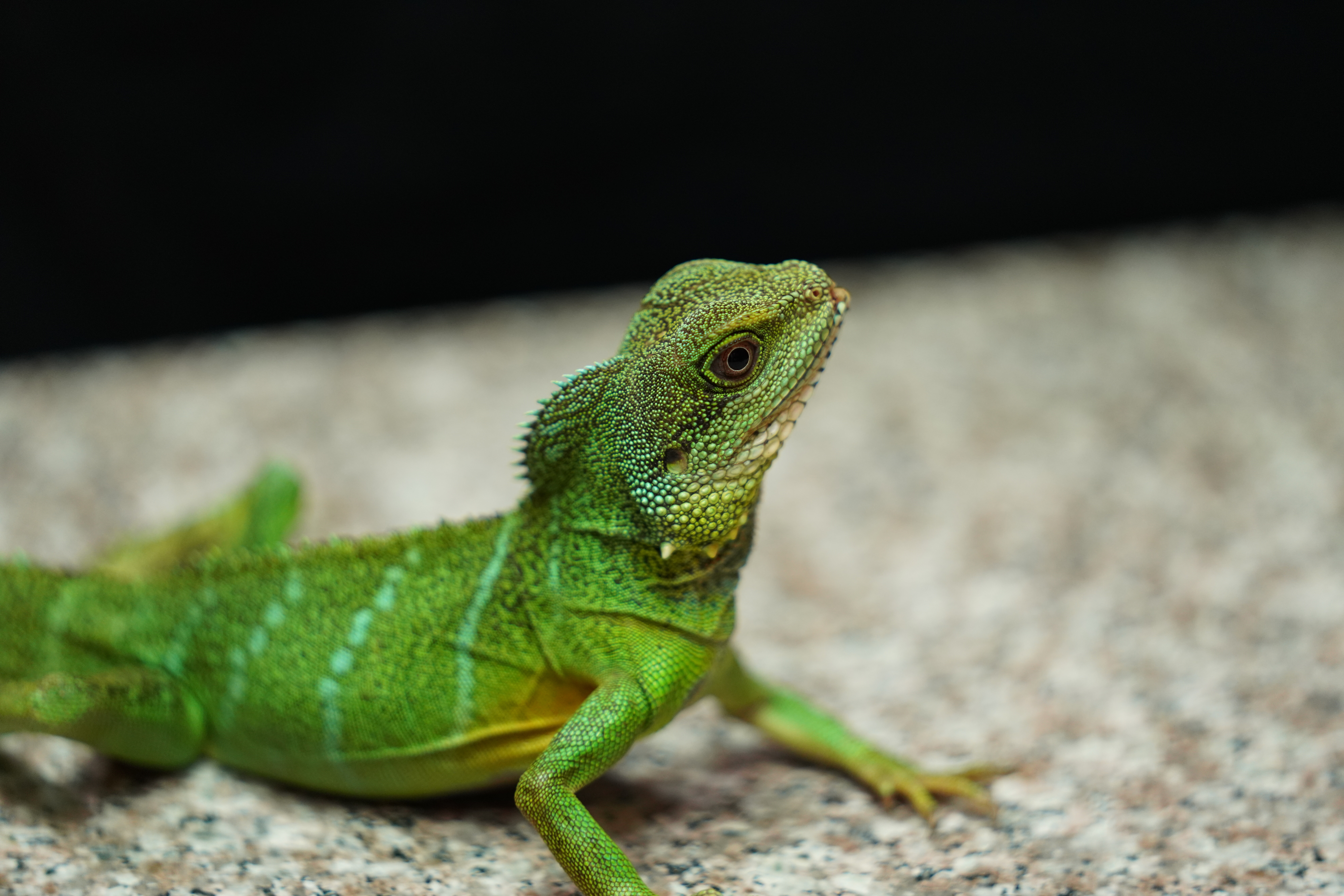 La clinique des animaux exotiques  (1).jpg