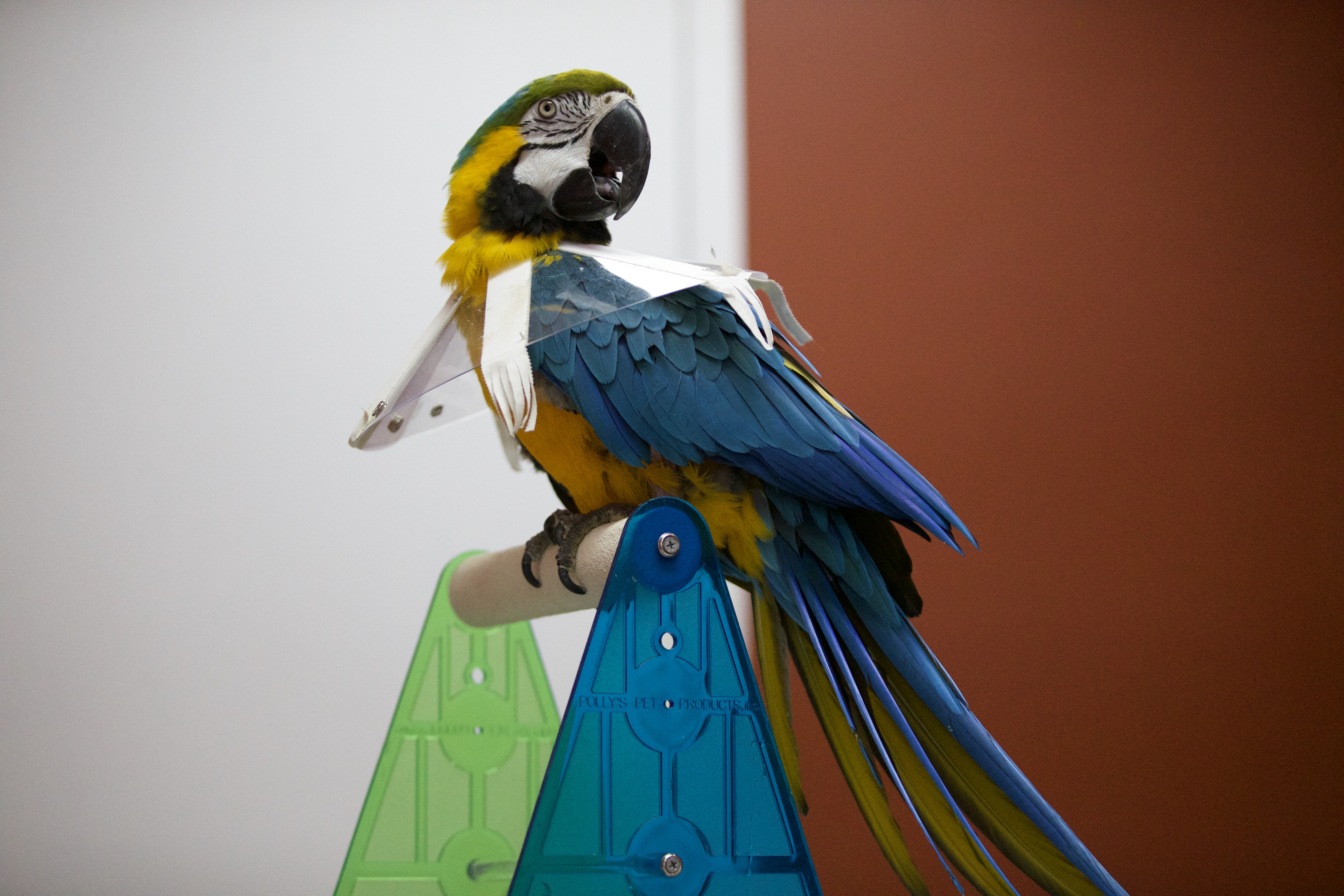 La clinique des animaux exotiques  (3).jpg