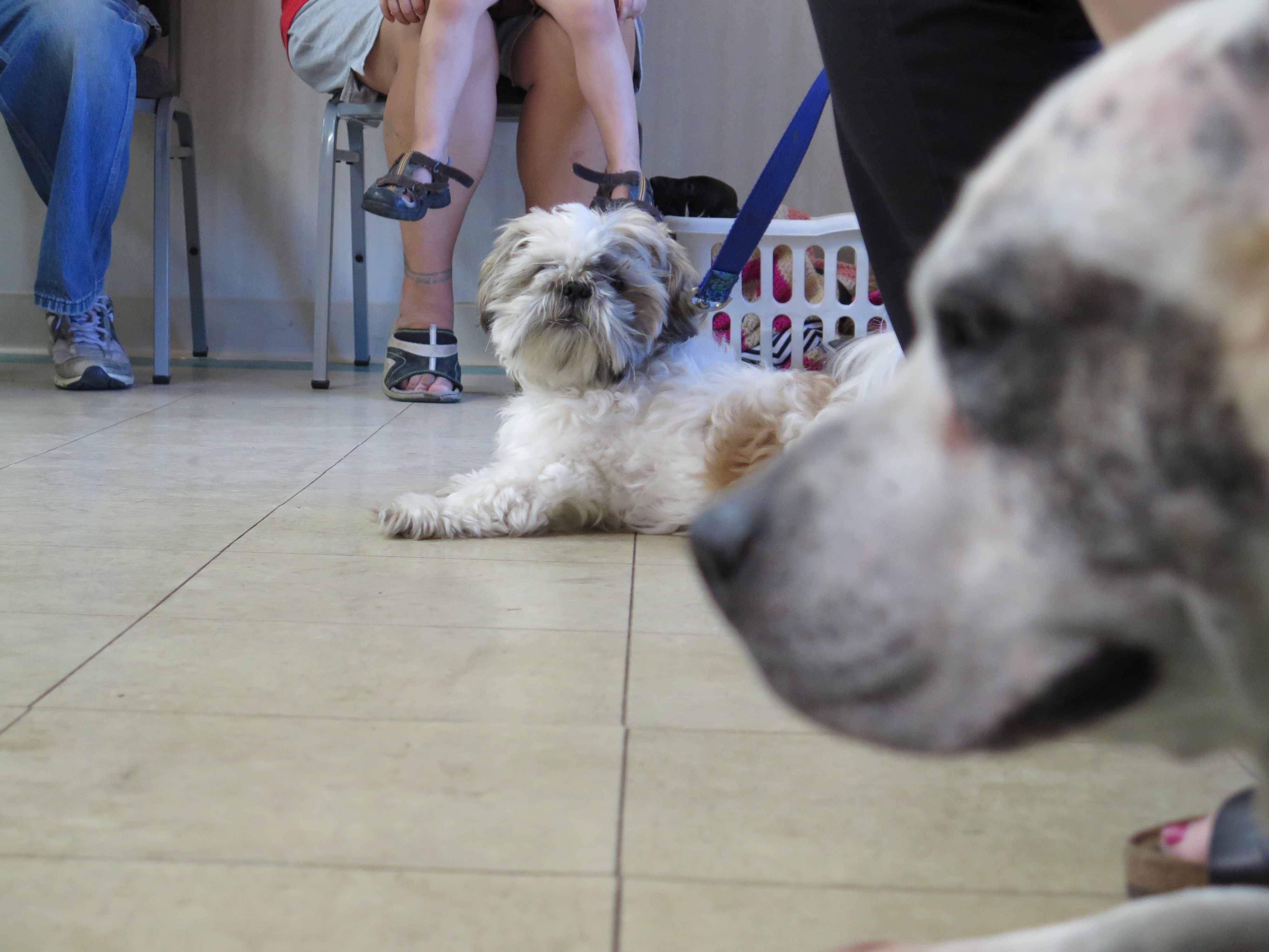 L'incroyable Dr Pol  Vive les chiots ! (1).jpg