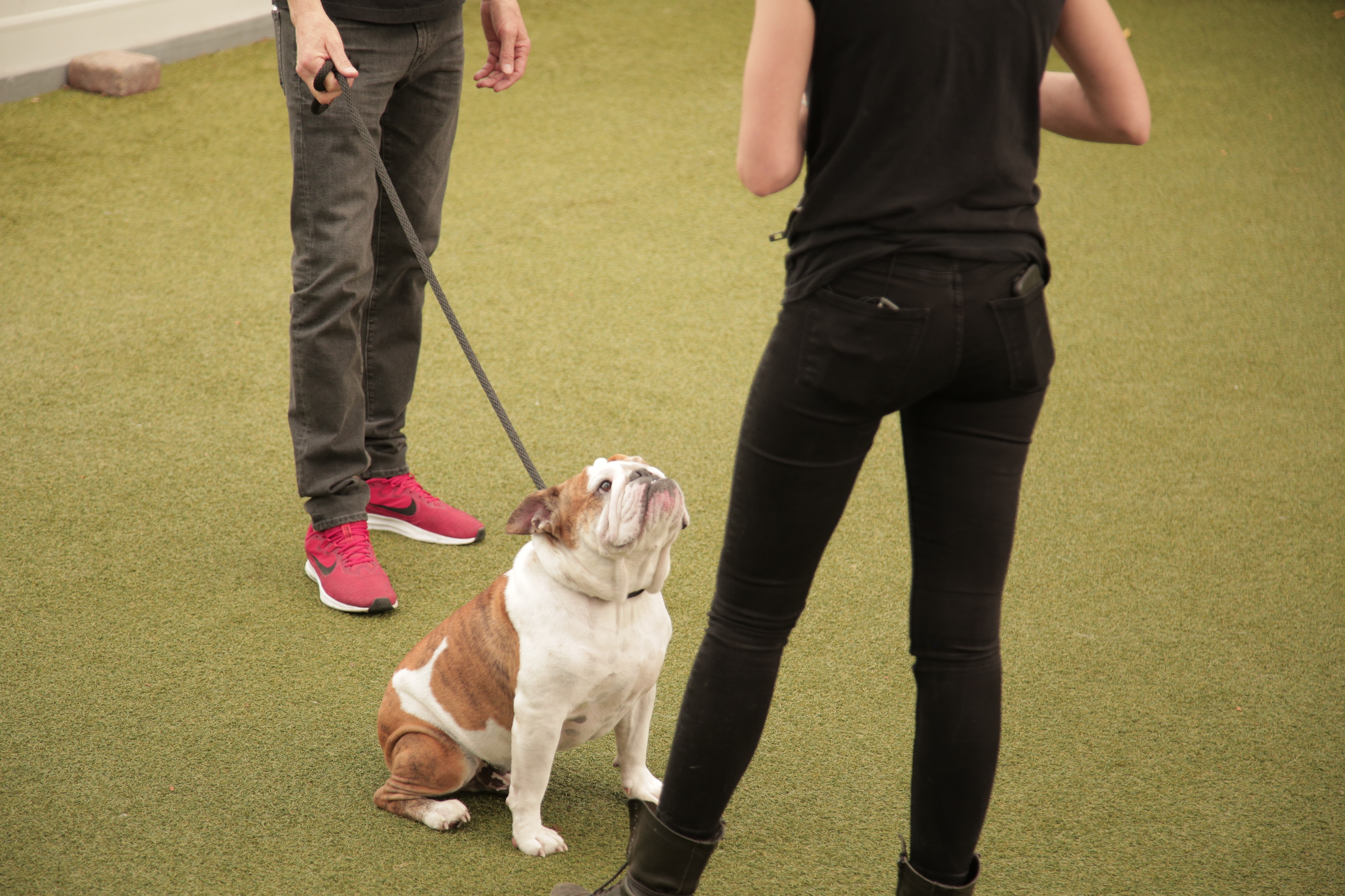 Dog Impossible (3).jpg