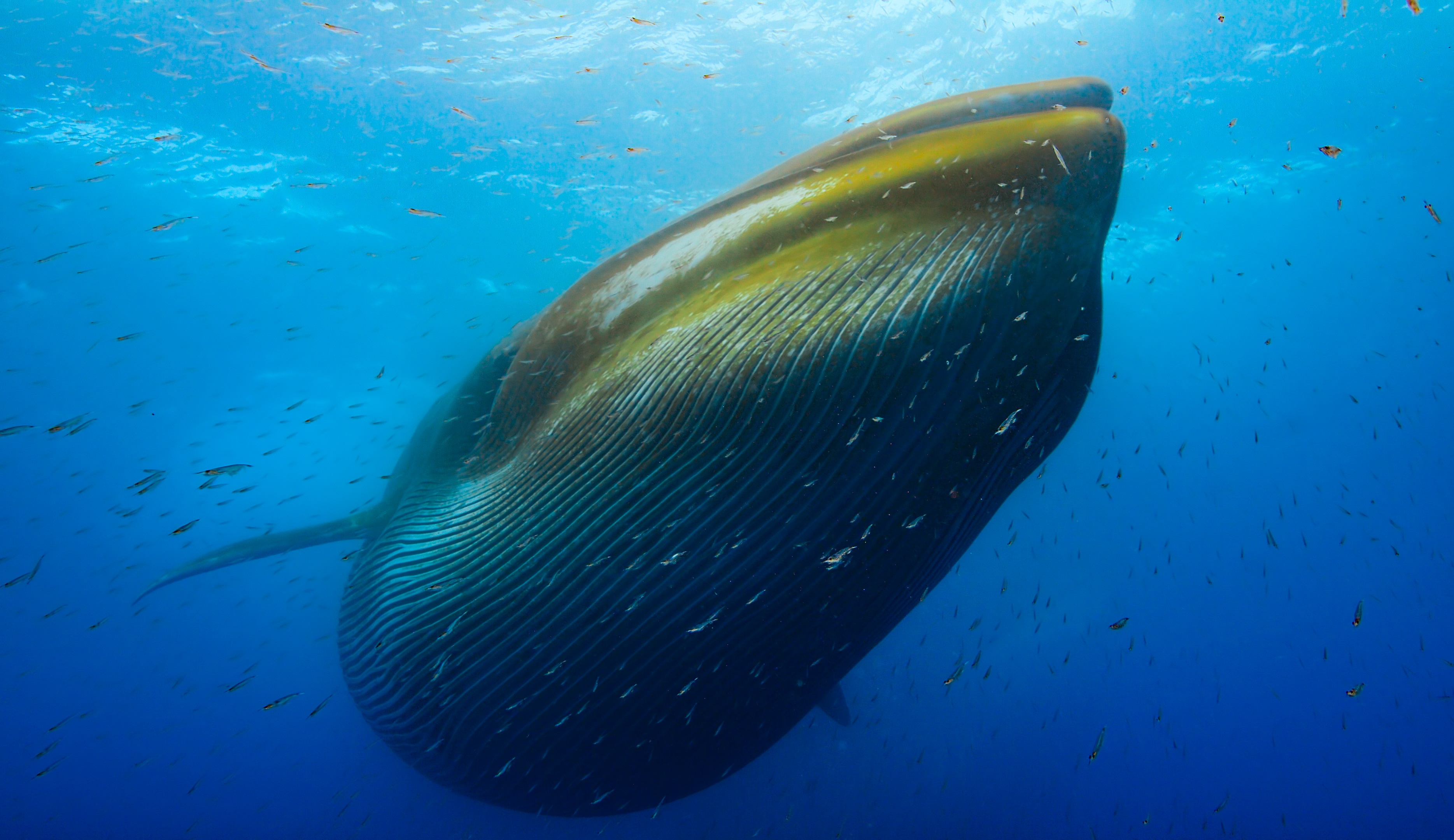 ep105_trackingoceangiants_epicadventureswithbertiegrego_91d80c22.jpeg