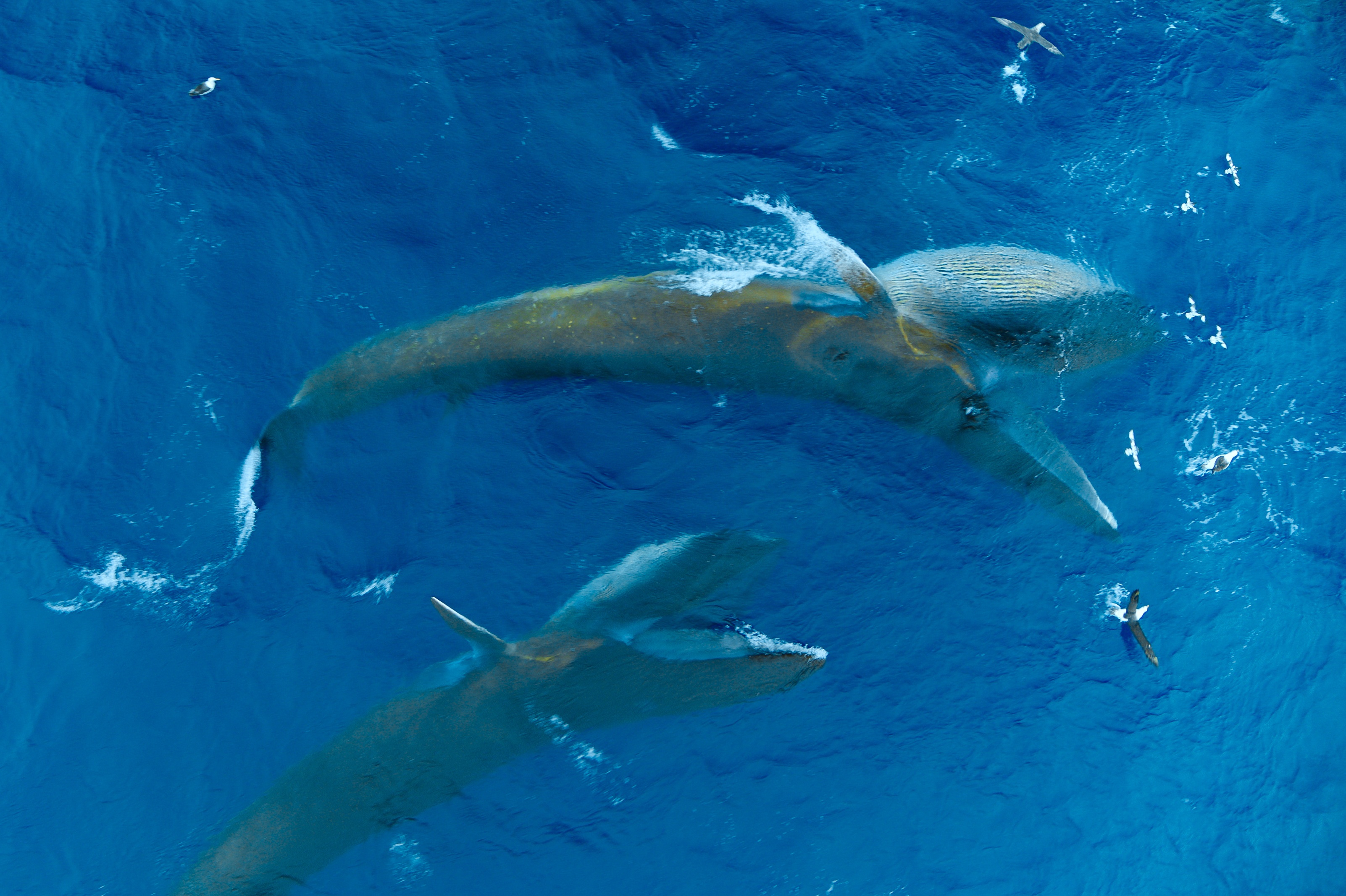 ep105_trackingoceangiants_epicadventureswithbertiegrego_23ee9a73.jpeg