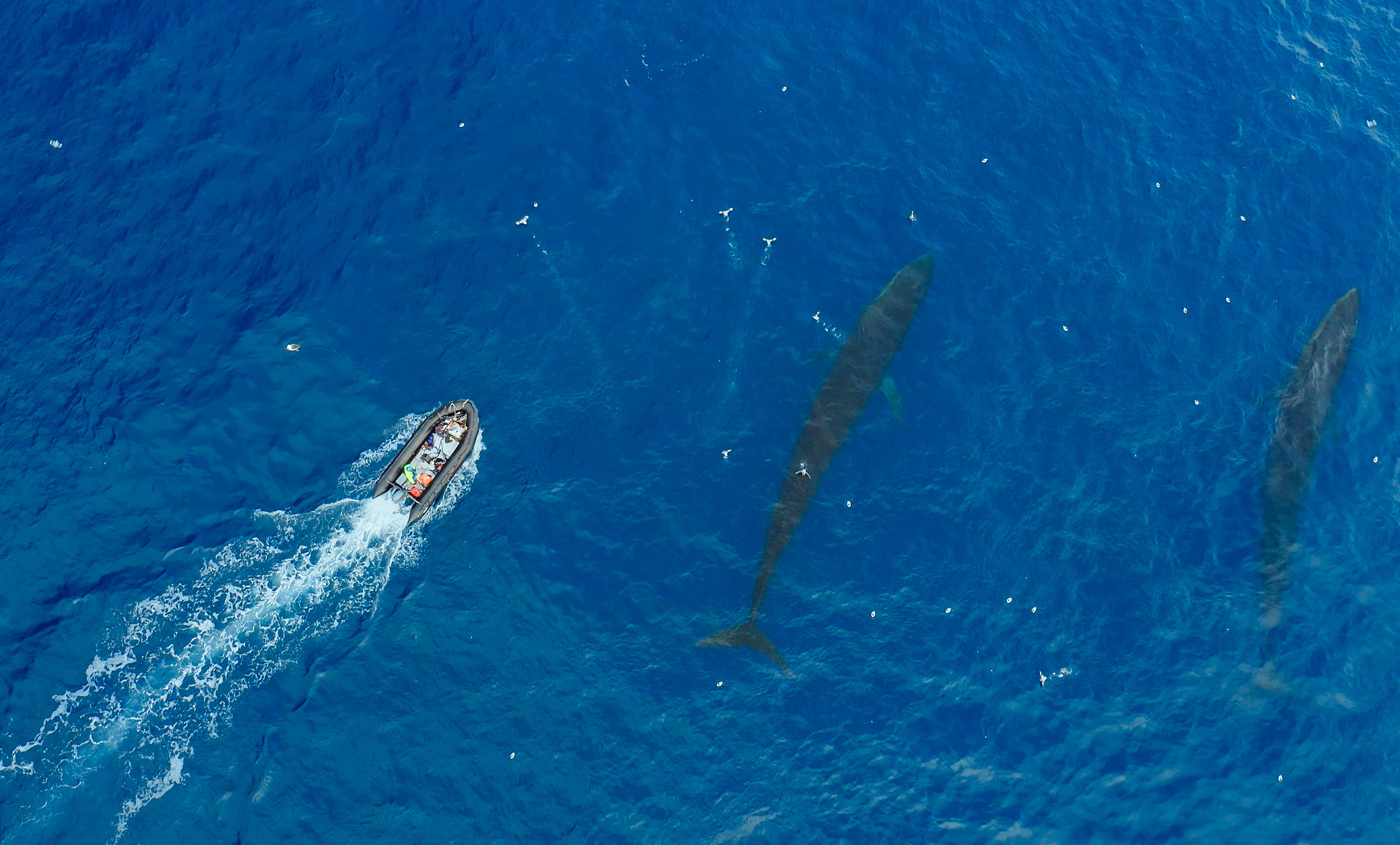 ep105_trackingoceangiants_epicadventureswithbertiegrego_27a5f3ba.jpeg