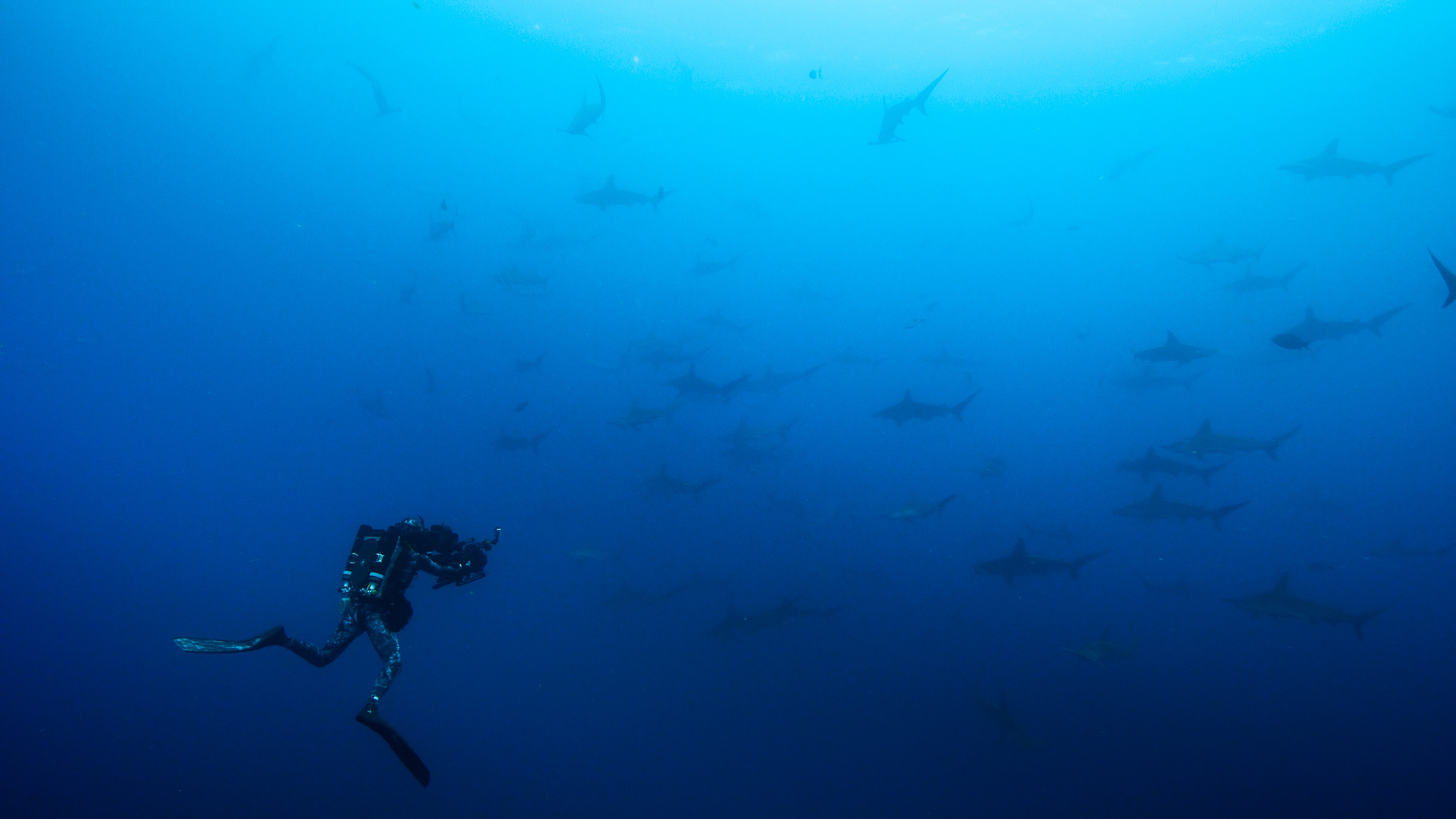 ep104_sharkisland_epicadventureswithbertiegregory_75-cg_cf4d860c.jpeg