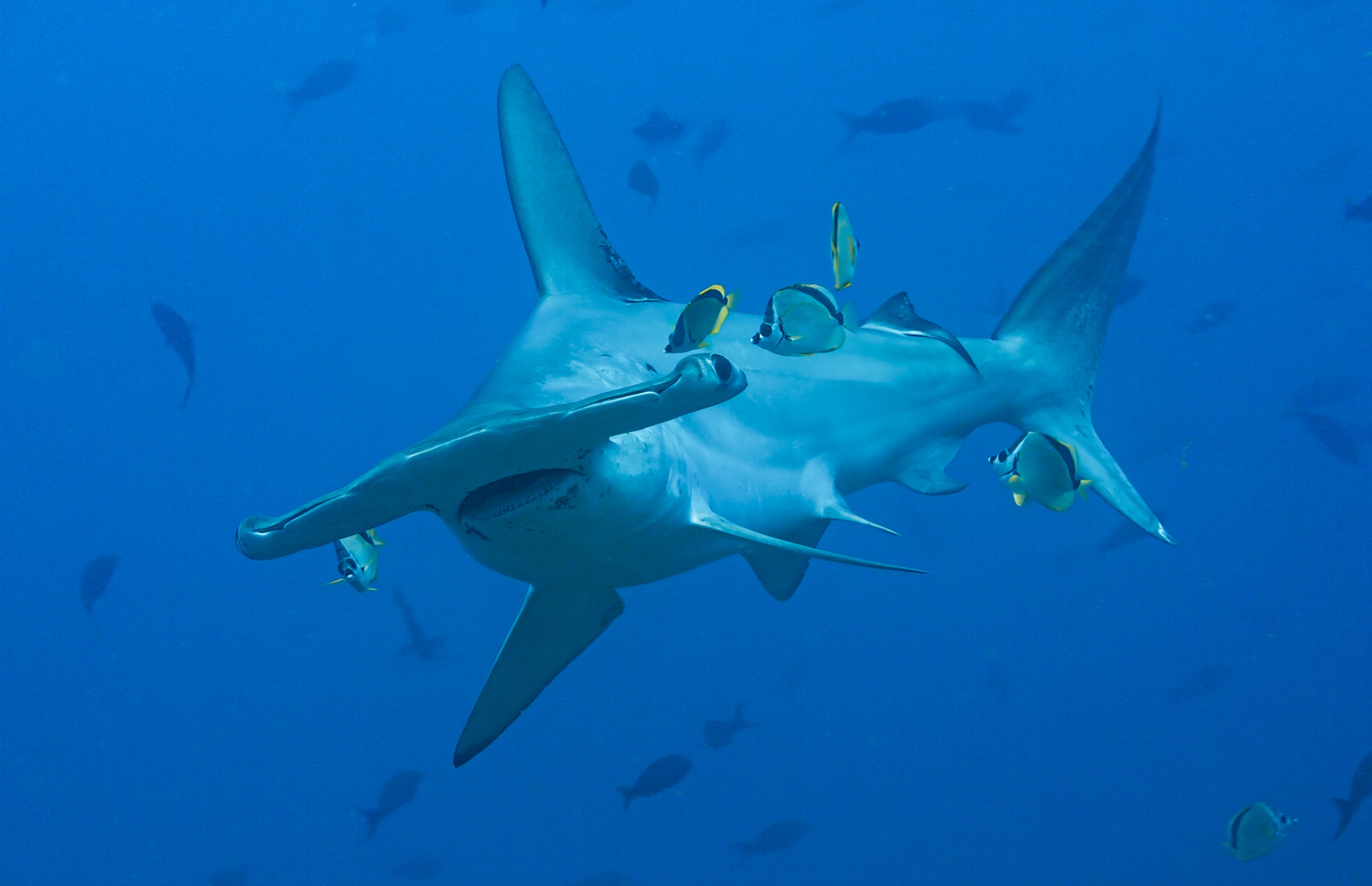 ep104_sharkisland_epicadventureswithbertiegregory_66-cg_da590f35.jpeg