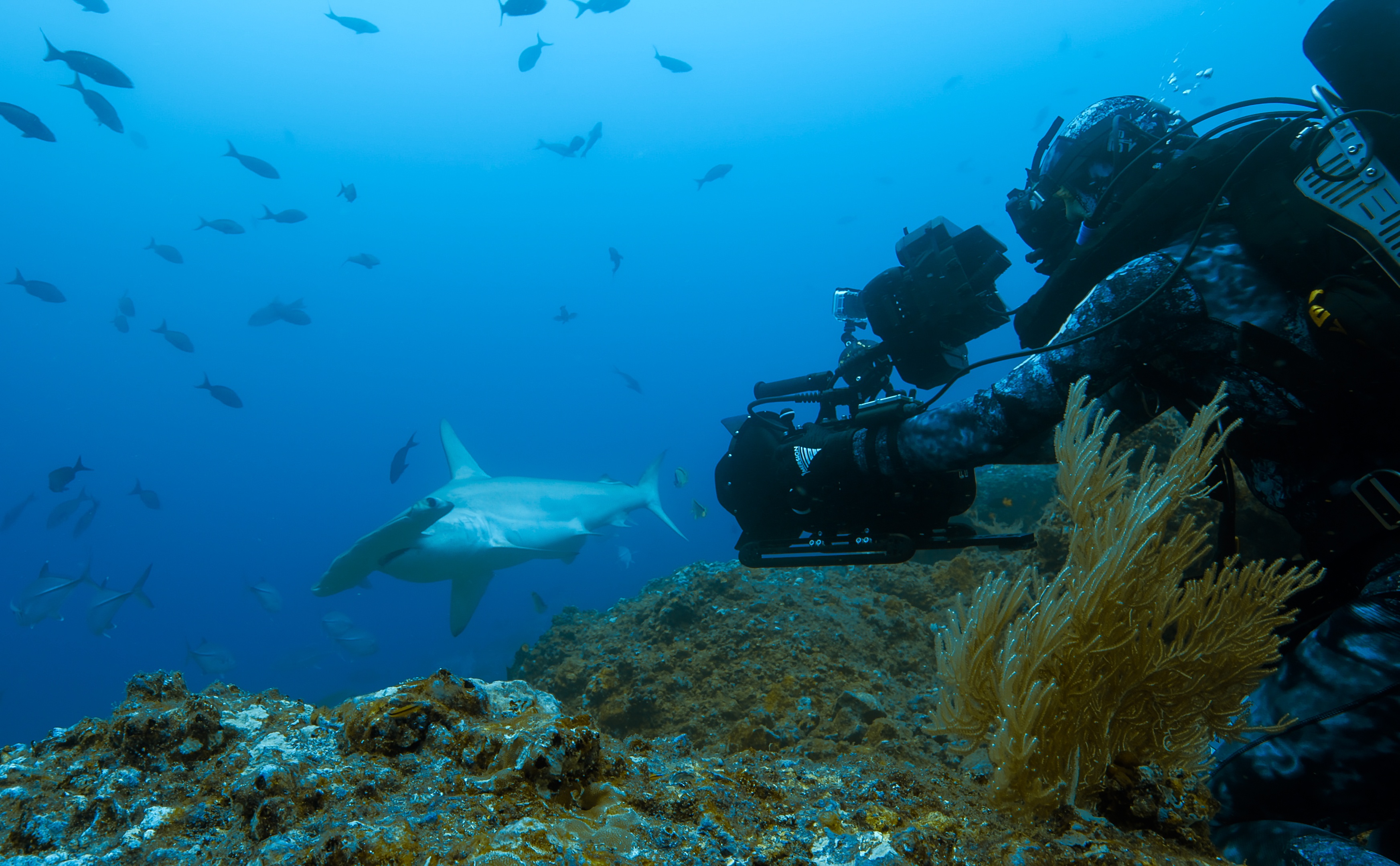 ep104_sharkisland_epicadventureswithbertiegregory_65-cg_7849f068.jpeg
