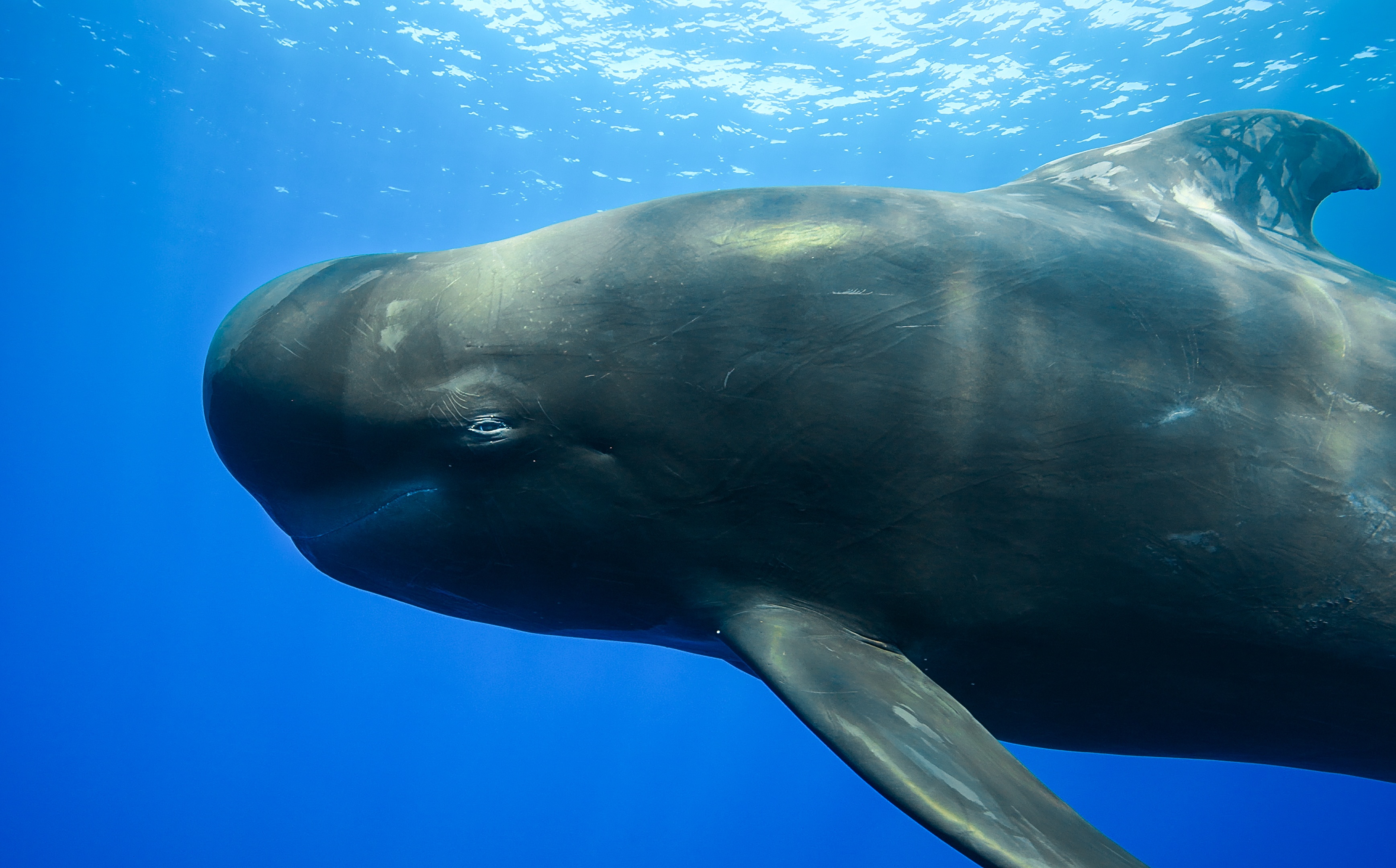 ep102_dolphinquest_epicadventureswithbertiegregory_47-c_ec50b12e.jpeg