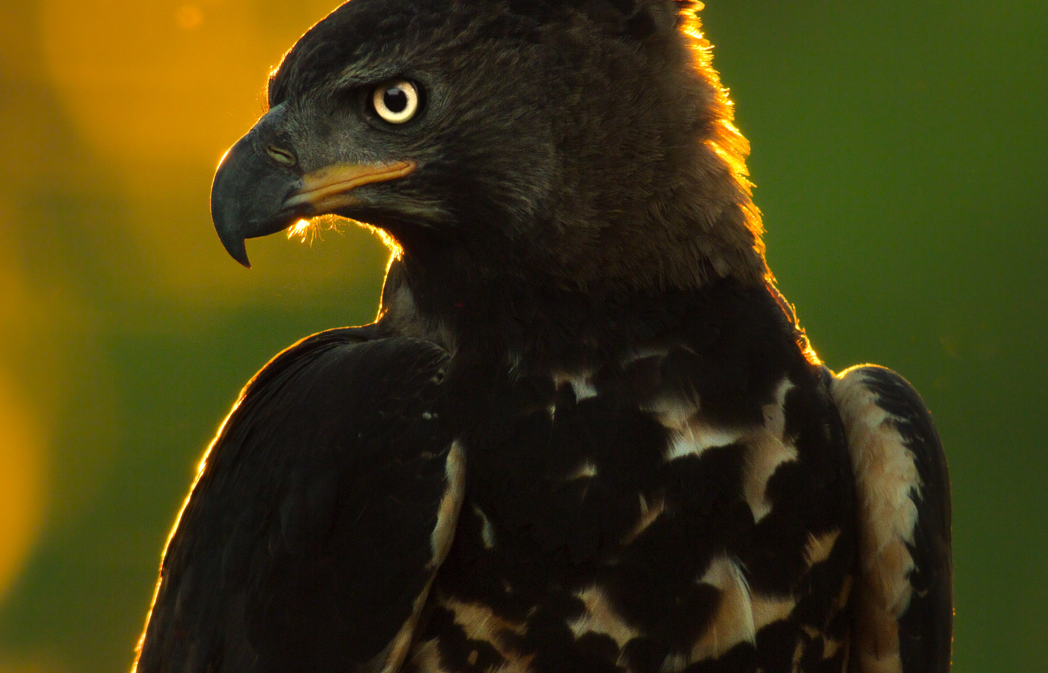 ep101_eaglesreign_epicadventureswithbertiegregory_06-cg_e662e813.jpeg