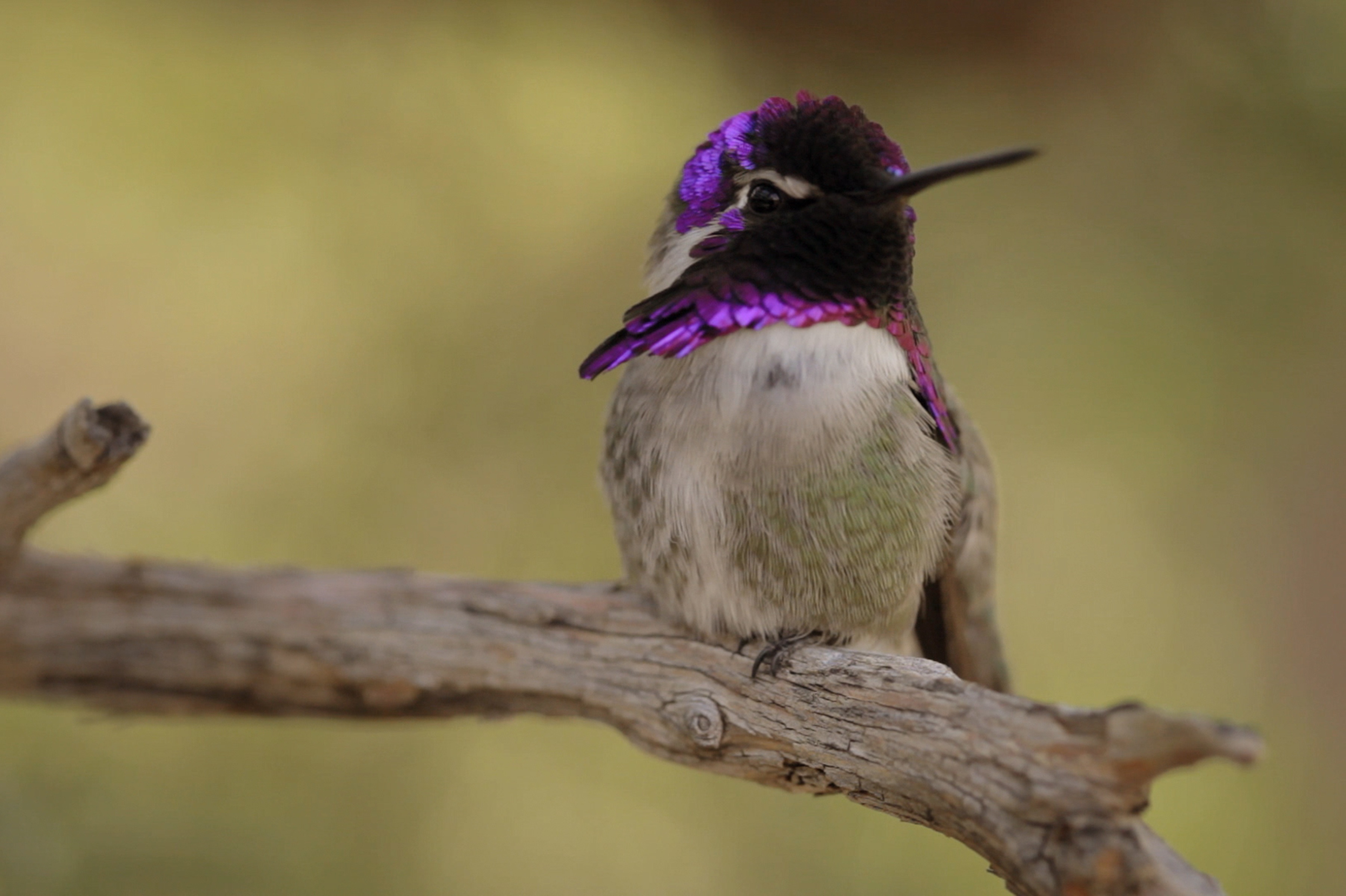 America's National Park Saguaro (2).jpg